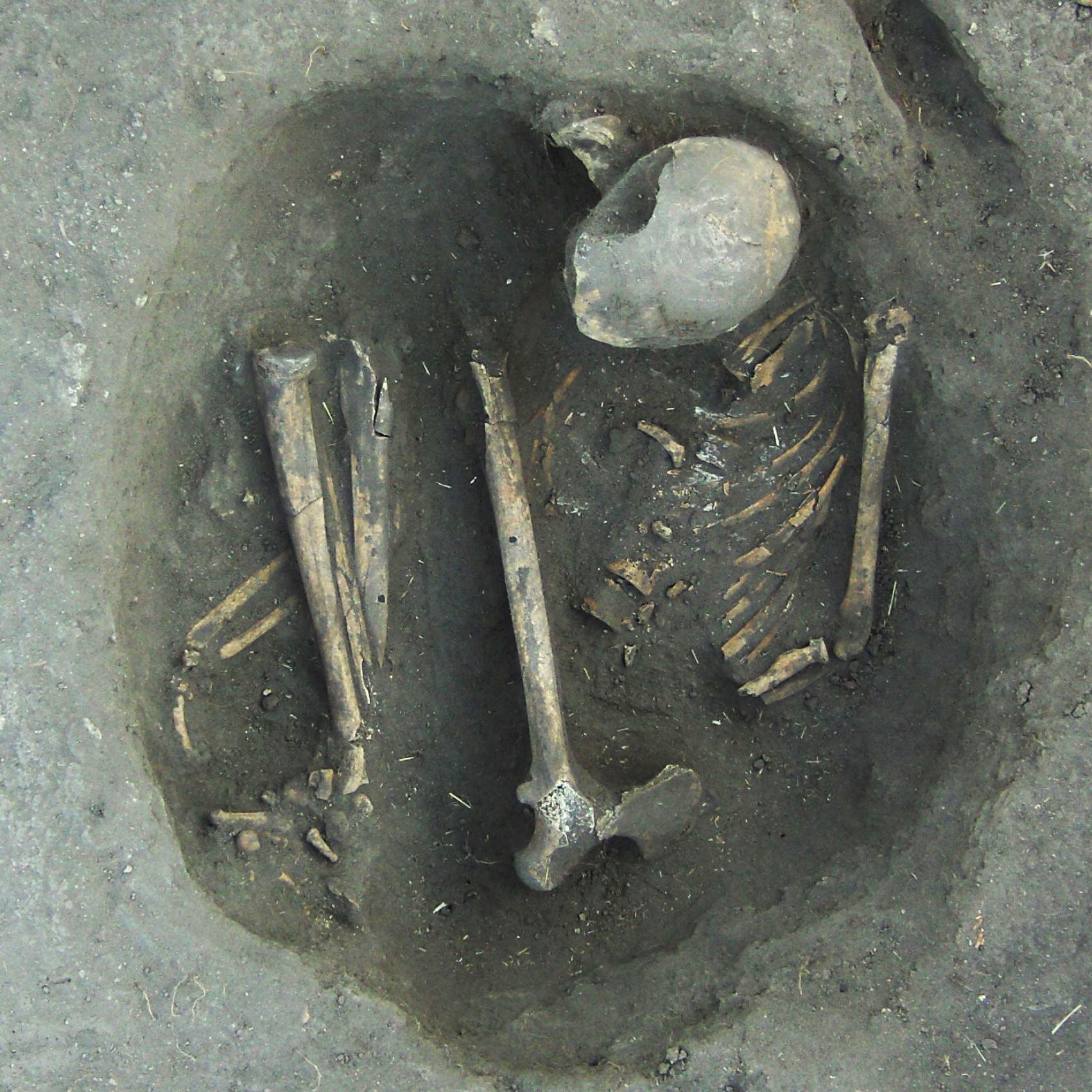 The partially excavated remains of a human skeleton
