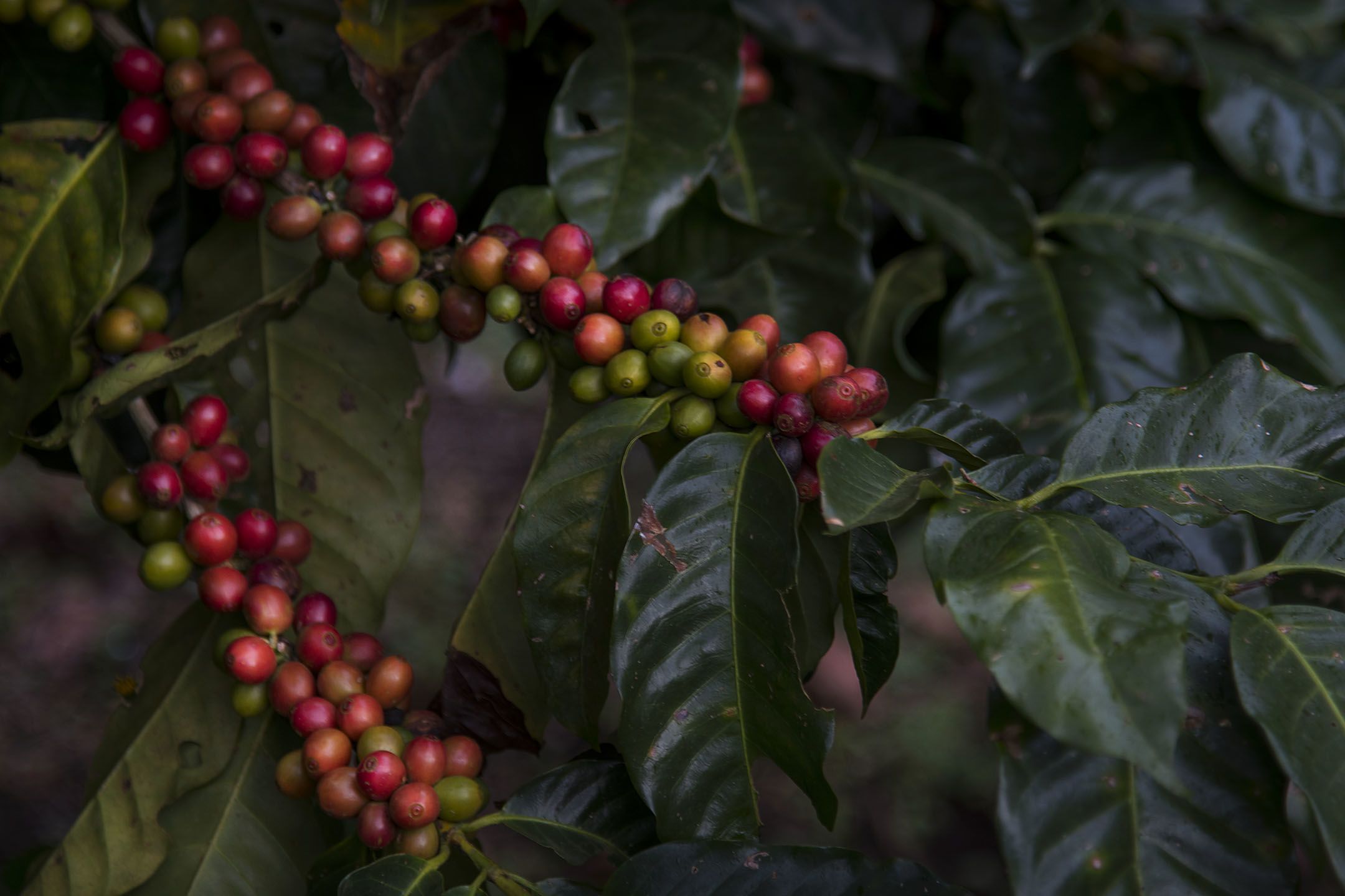 Ripening coffee beans