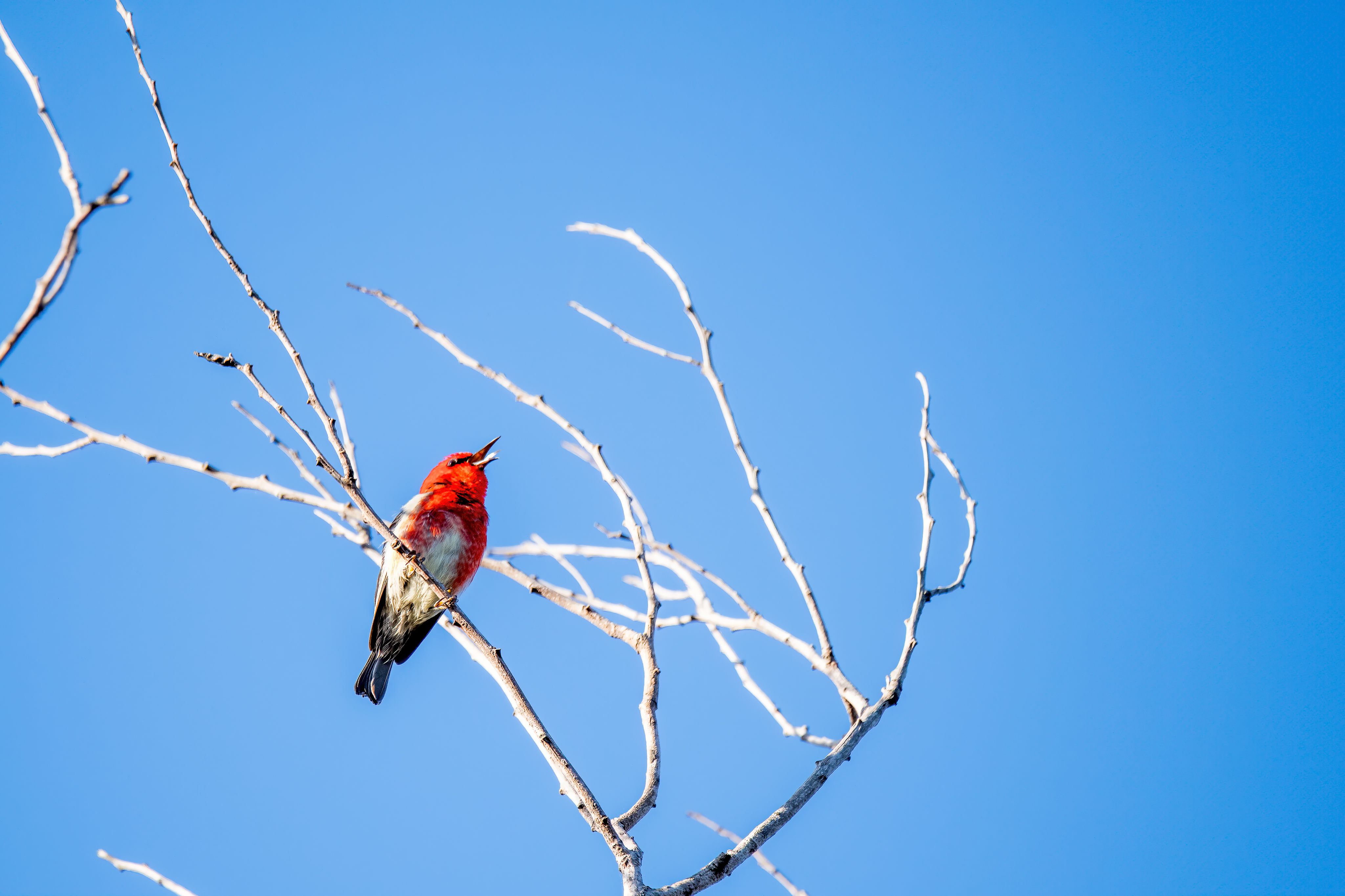 A bird calling on a tree backdropped by a blue sky.