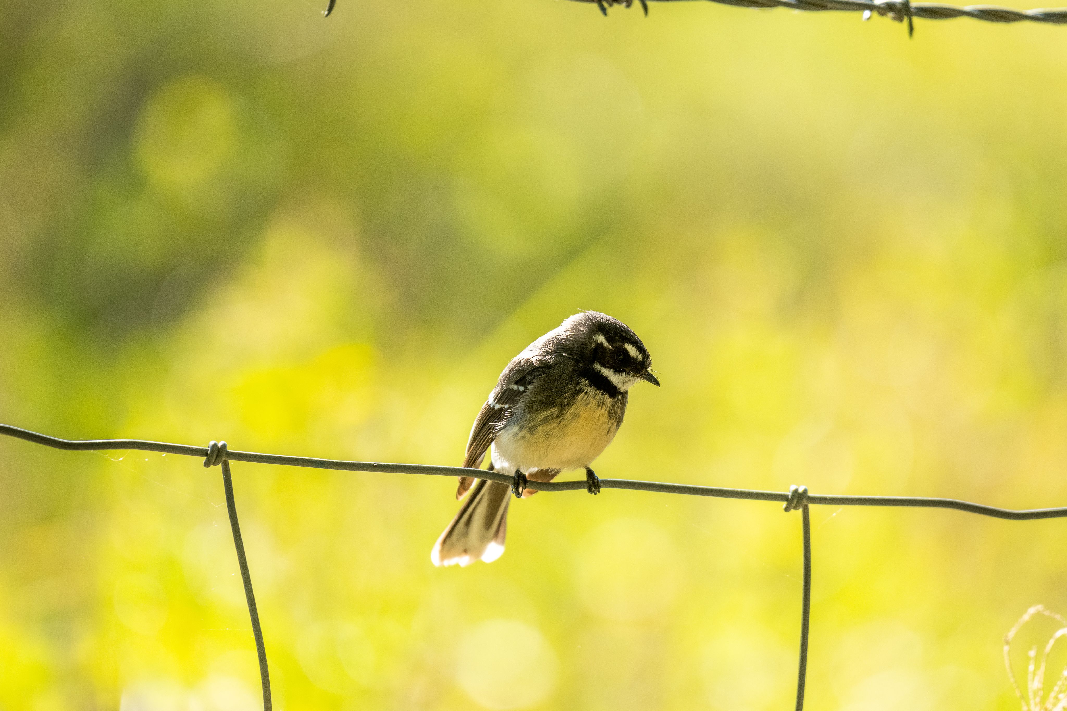 A small black and white bird sits on a wired fence with a green background.