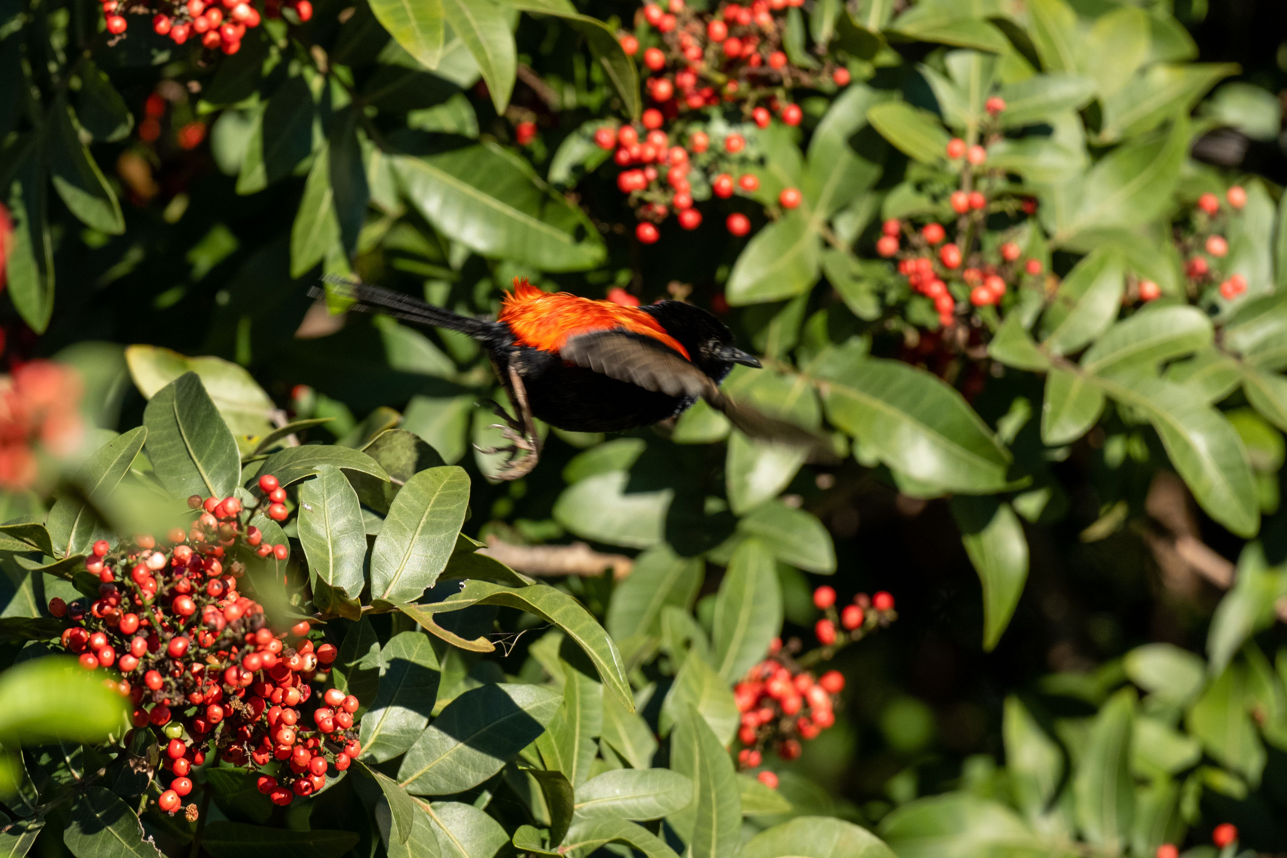 A black and red bird takes flight from a tree with red berries and green leaves.