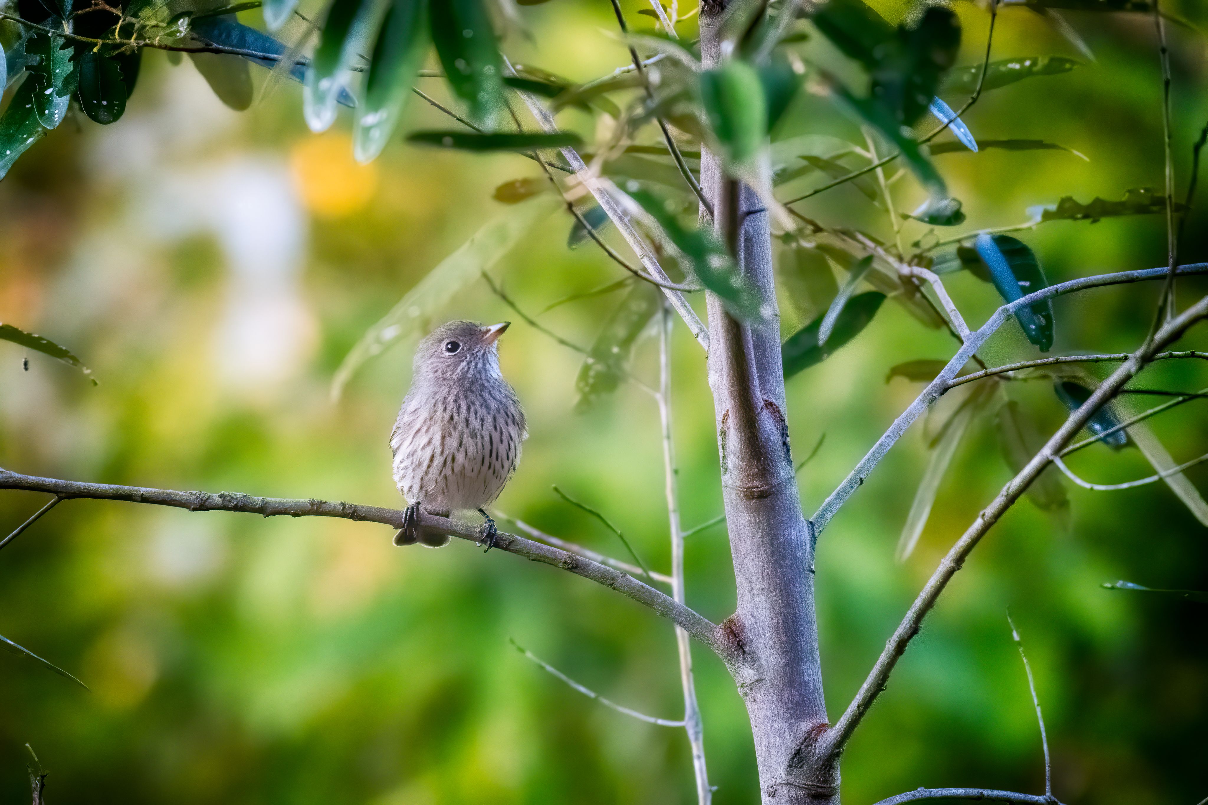 A small grey bird looks up, while sitting on a branch.