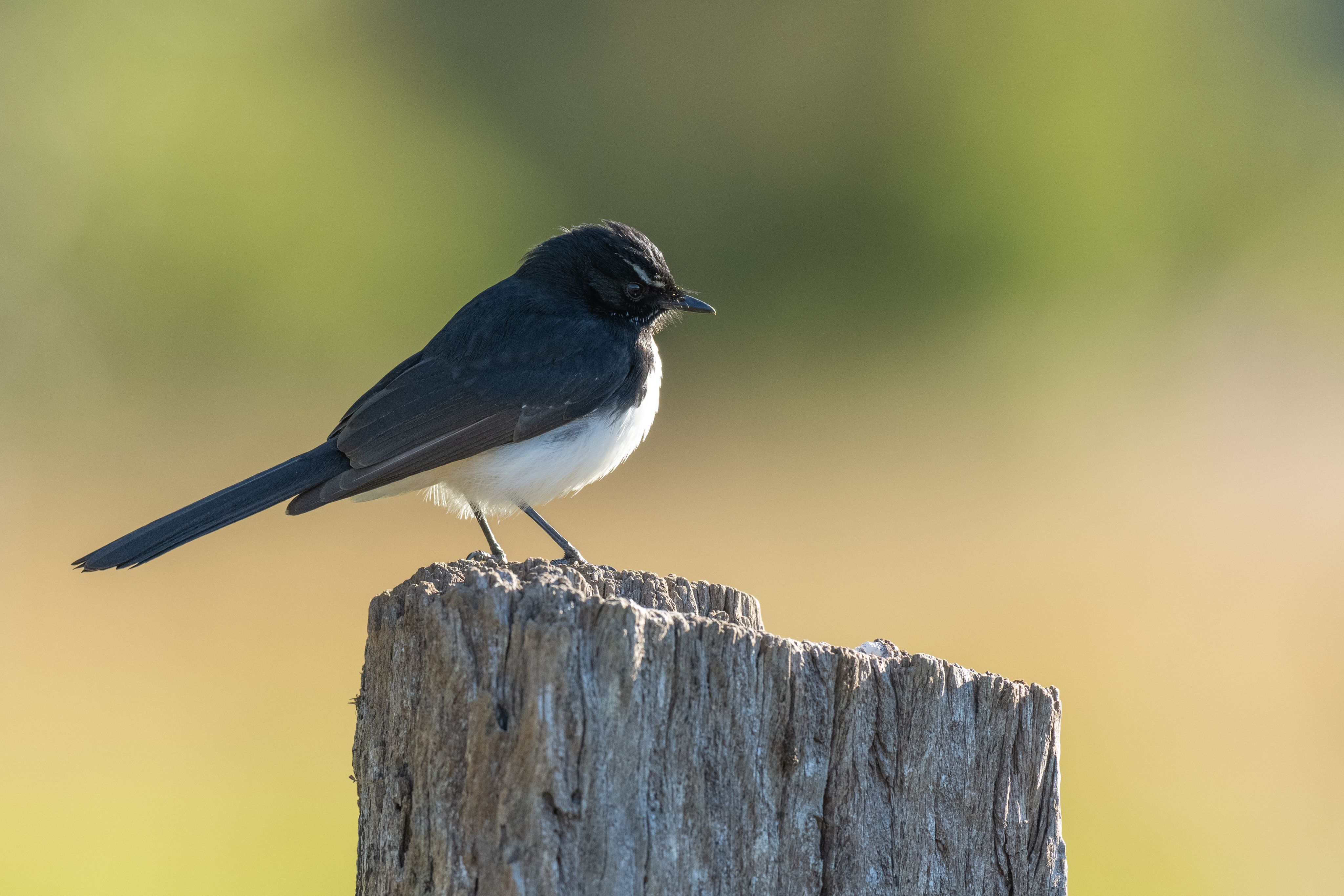 A small black and white bird sits on a tree stump.