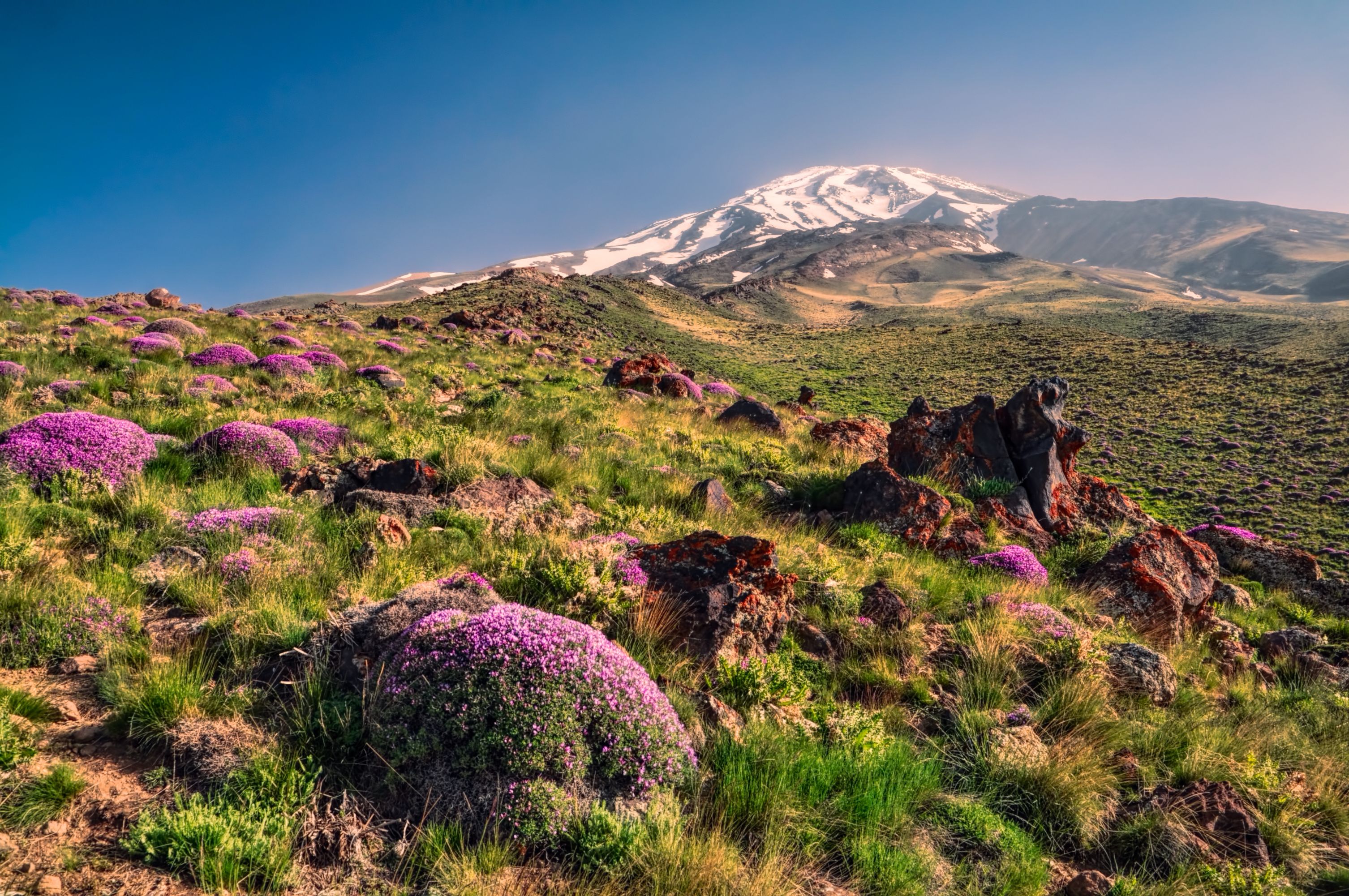 A series of rolling hills with purple flowers and a big, snowy mountain in the background. 