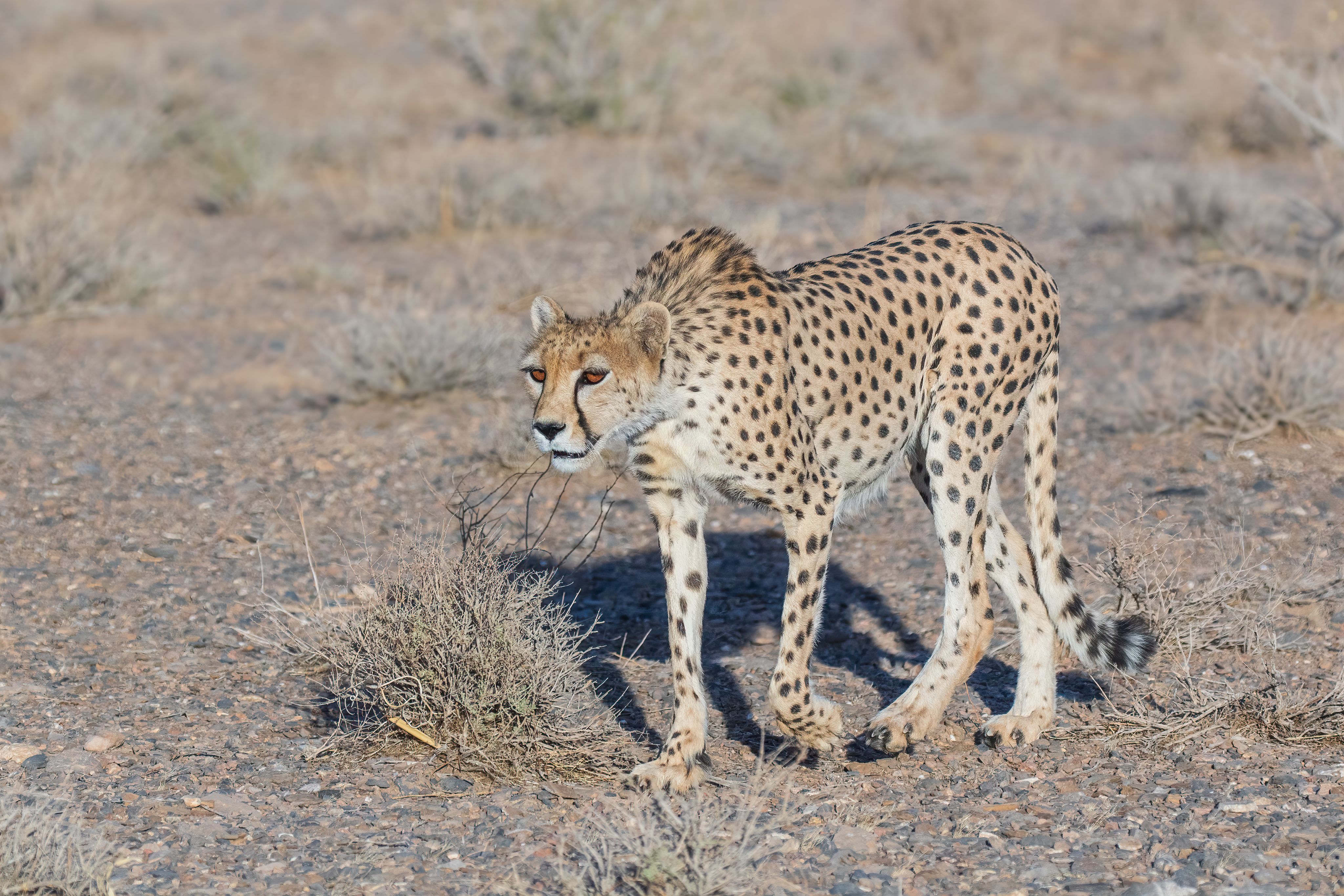 A cheetah walking in an open field. 