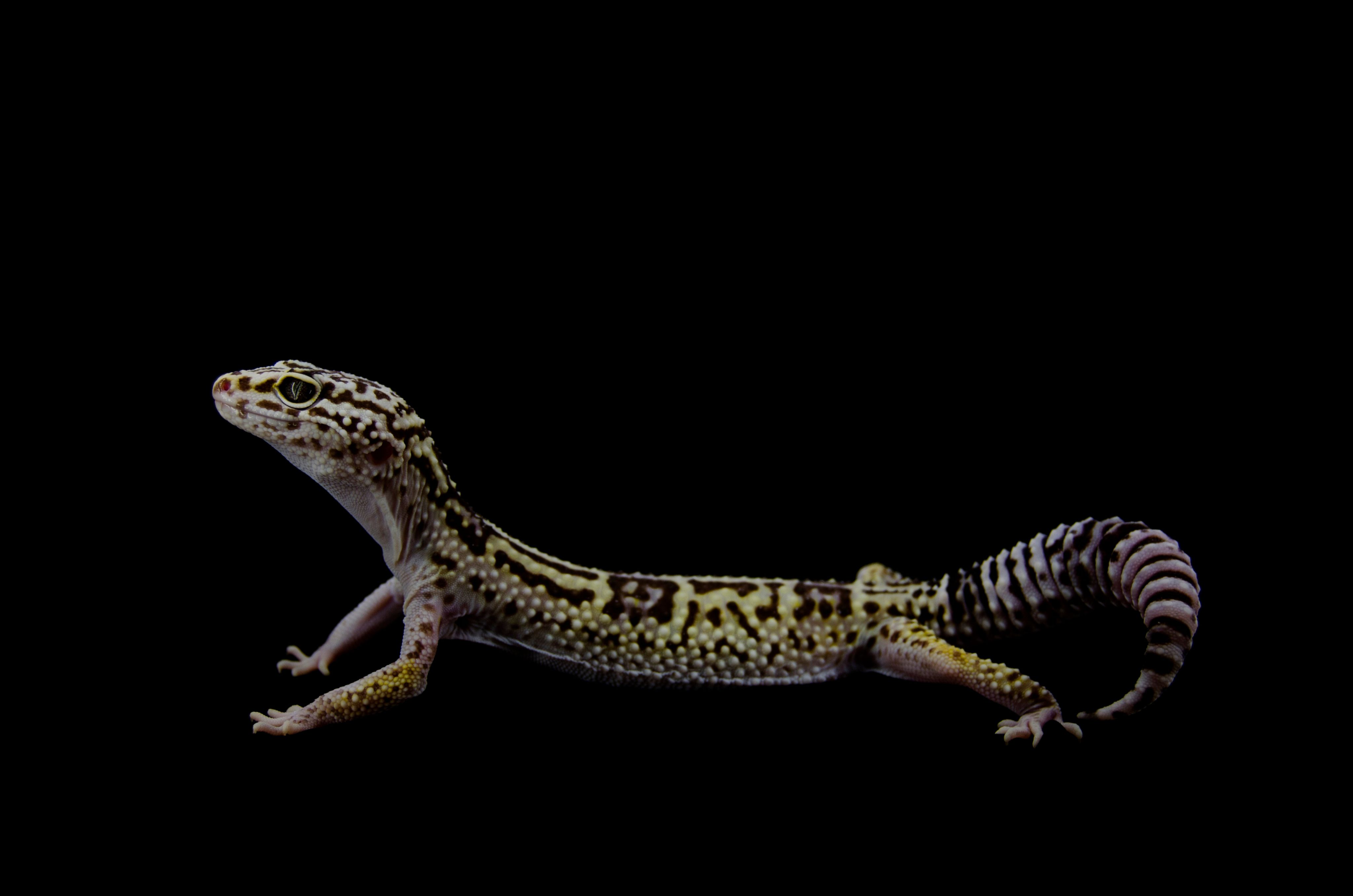 A green, black and white Iranian gecko on a black background. 