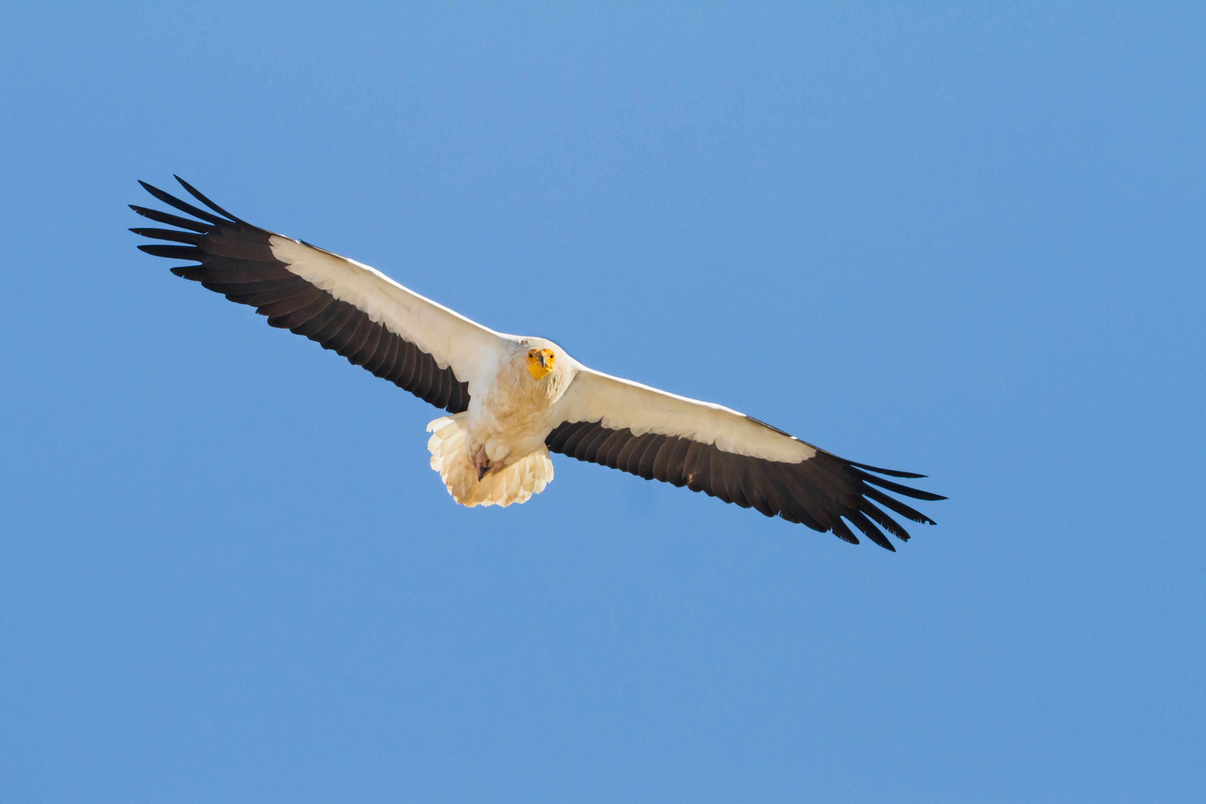 An Egyptian vulture flying, with a blue sky as the backdrop. 