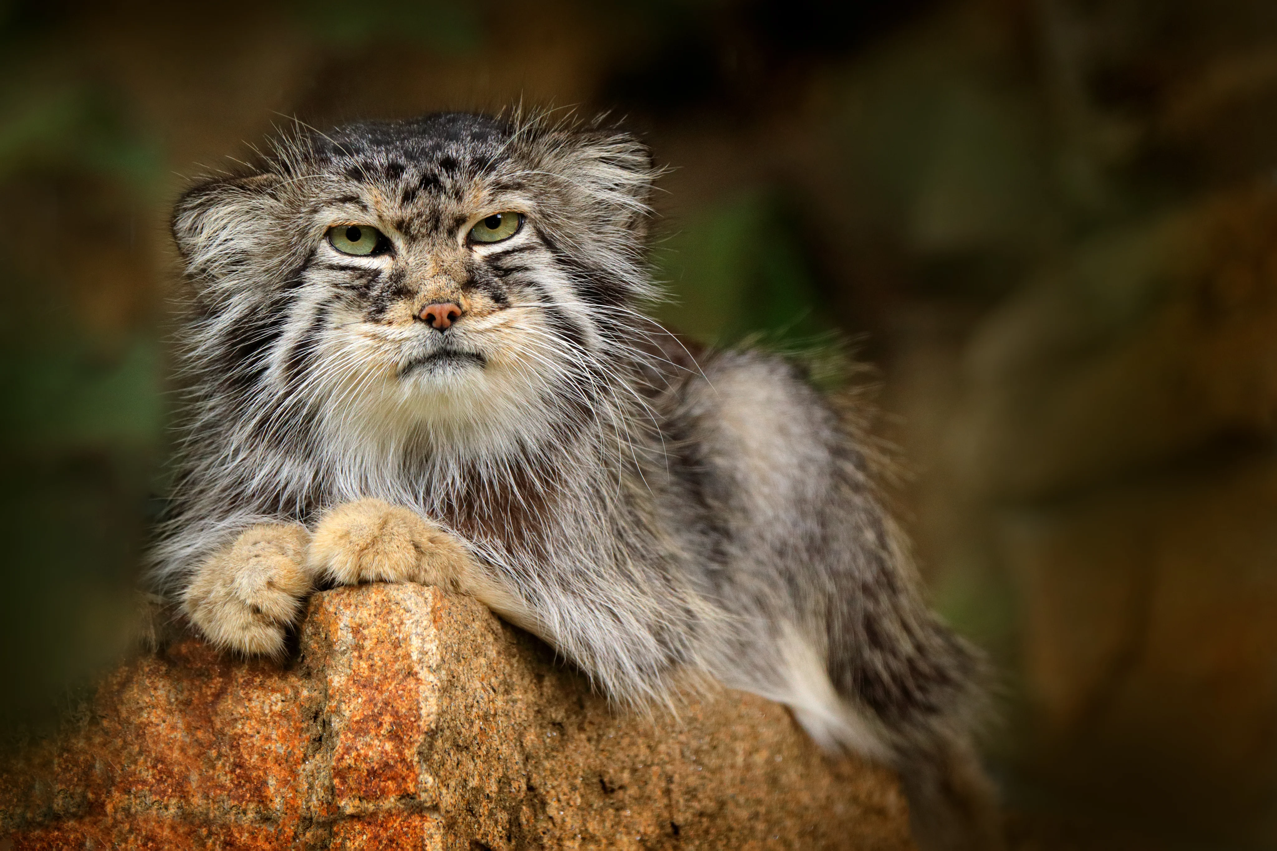 A pallas's cat sitting on a rock