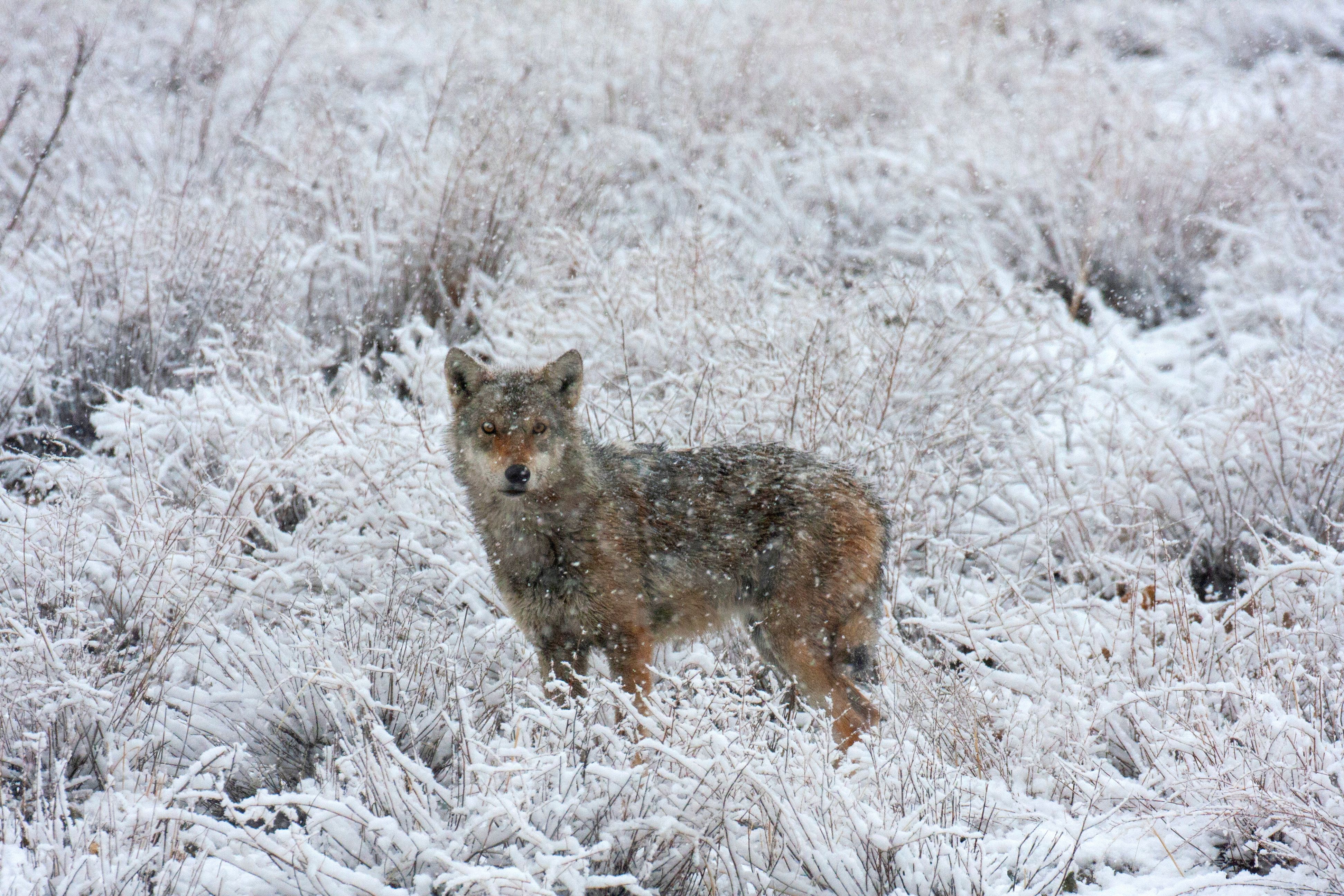 An Iranian wolf stands in a snowy field. 