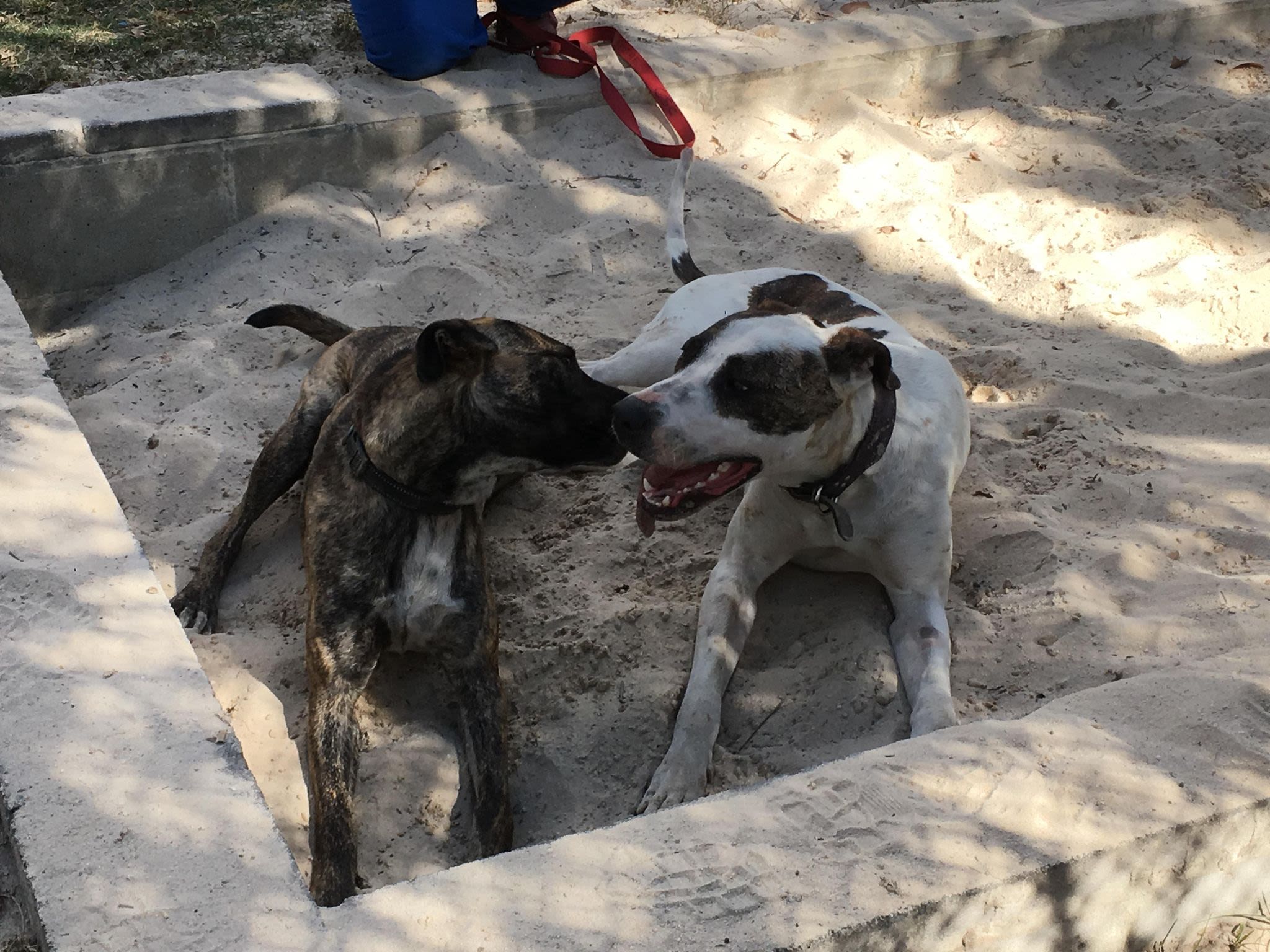 UQ Teaching Dogs Emerald and Sarina