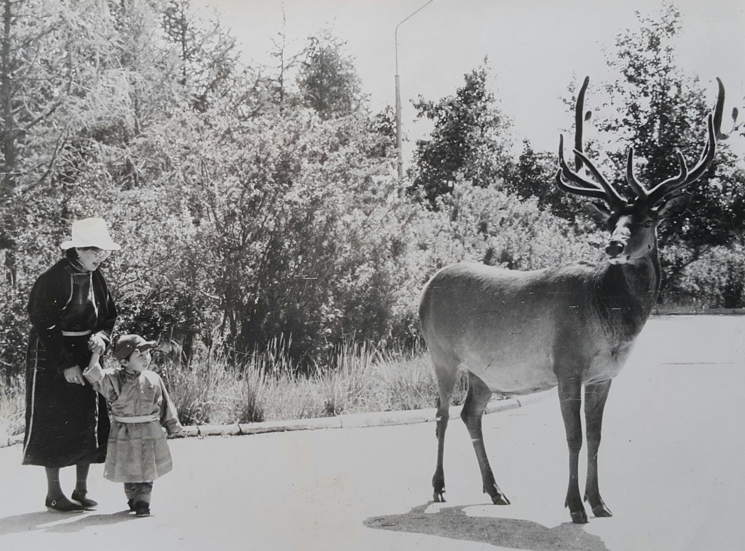 Saka as a child with his grandmother and an elk (blackwhite photo). Image Saka Bayarsaikhan