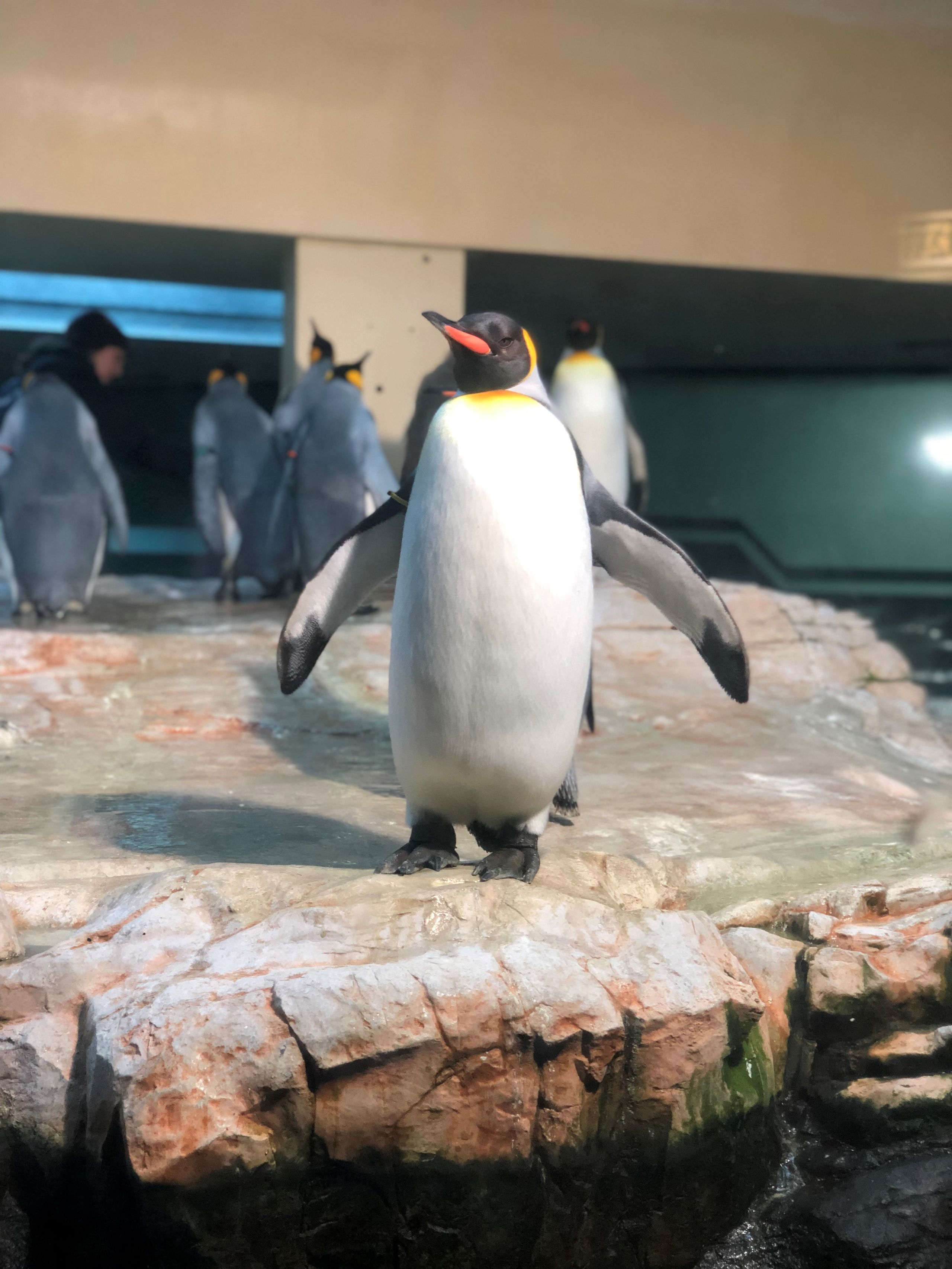 A penguin.