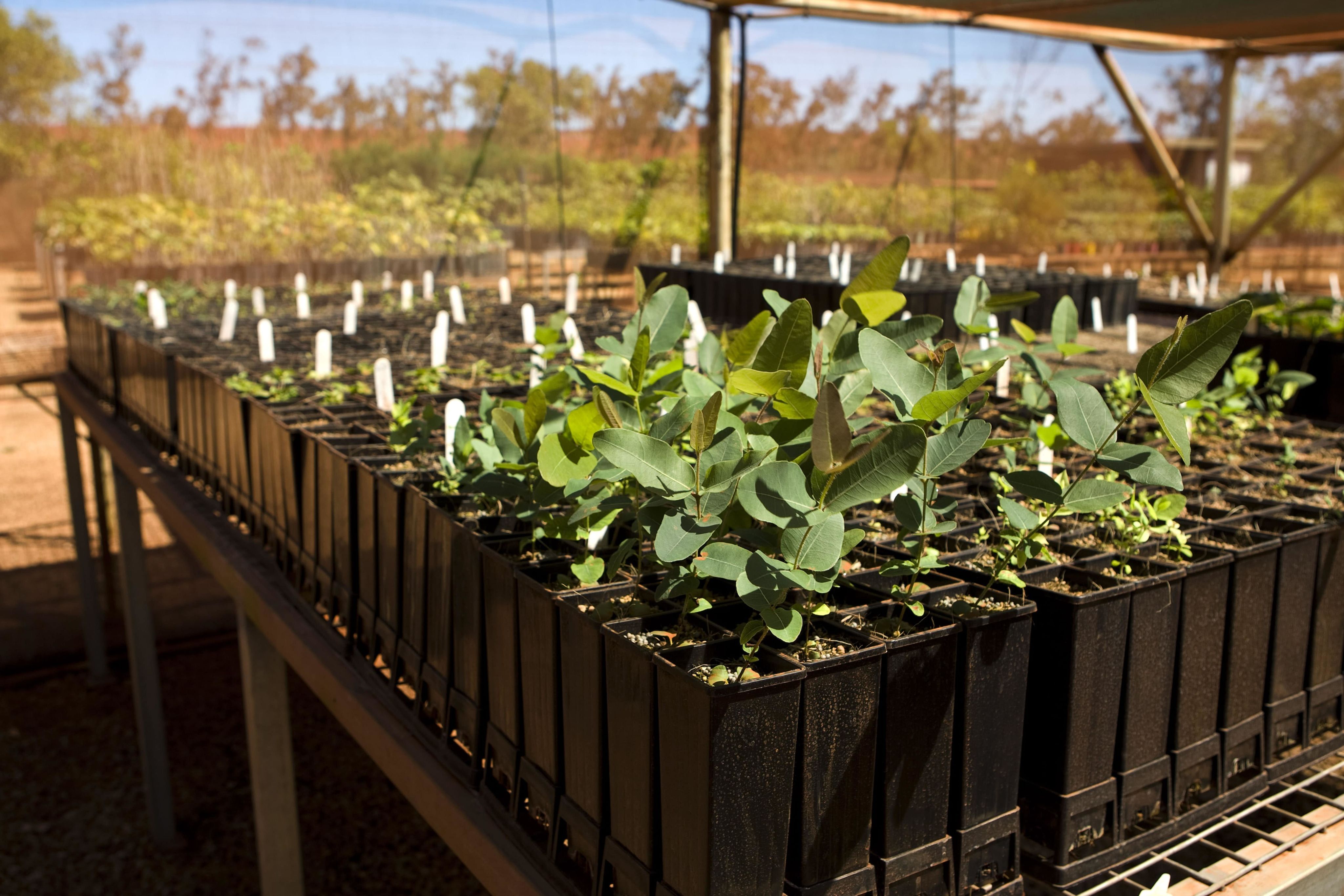 Tray of seedling crops