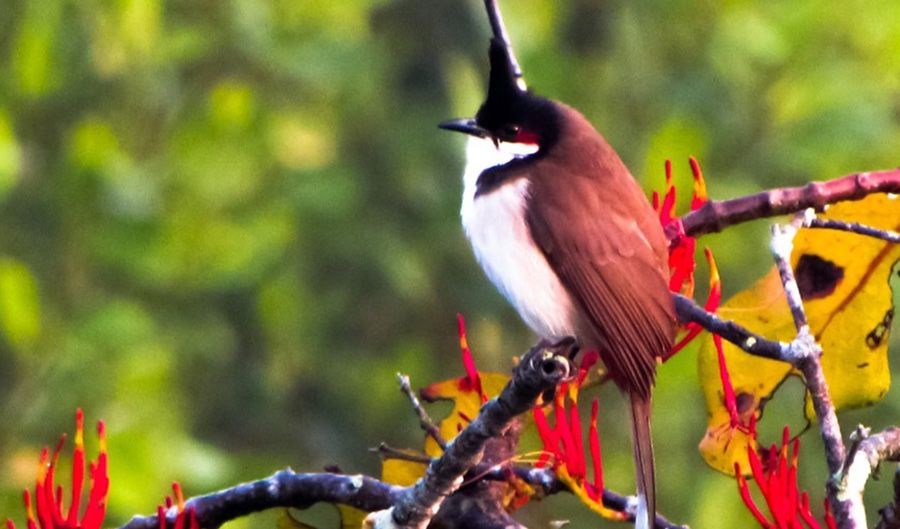 a brown and white bird on a twig with red flowers