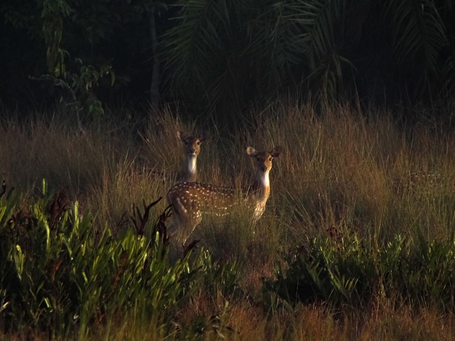 two spotted deer look up from long grass