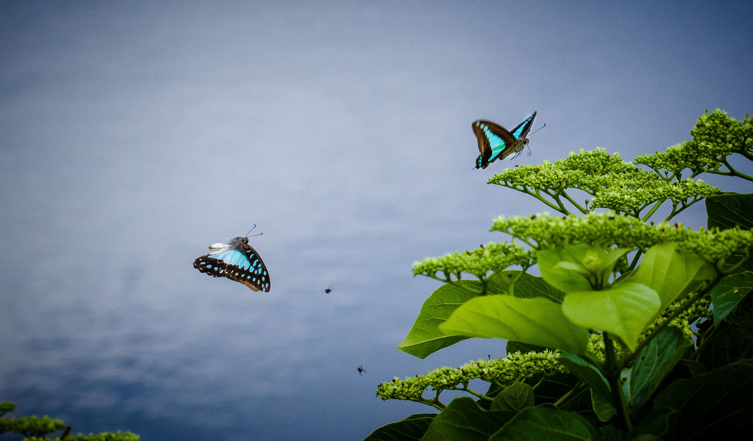 two blue and black butterflies above bright green leaves