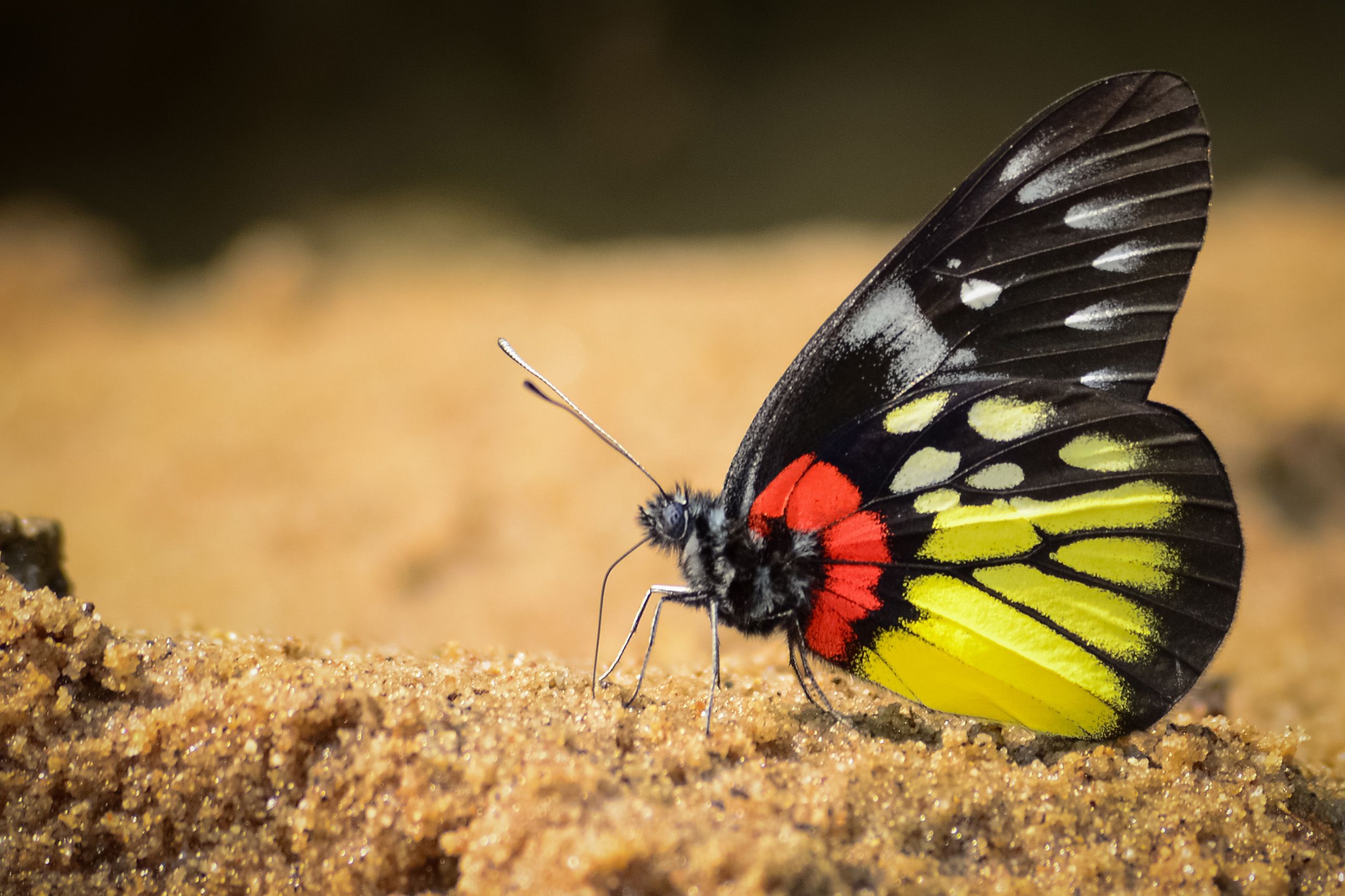 a butterfly with black, yellow and red wings 