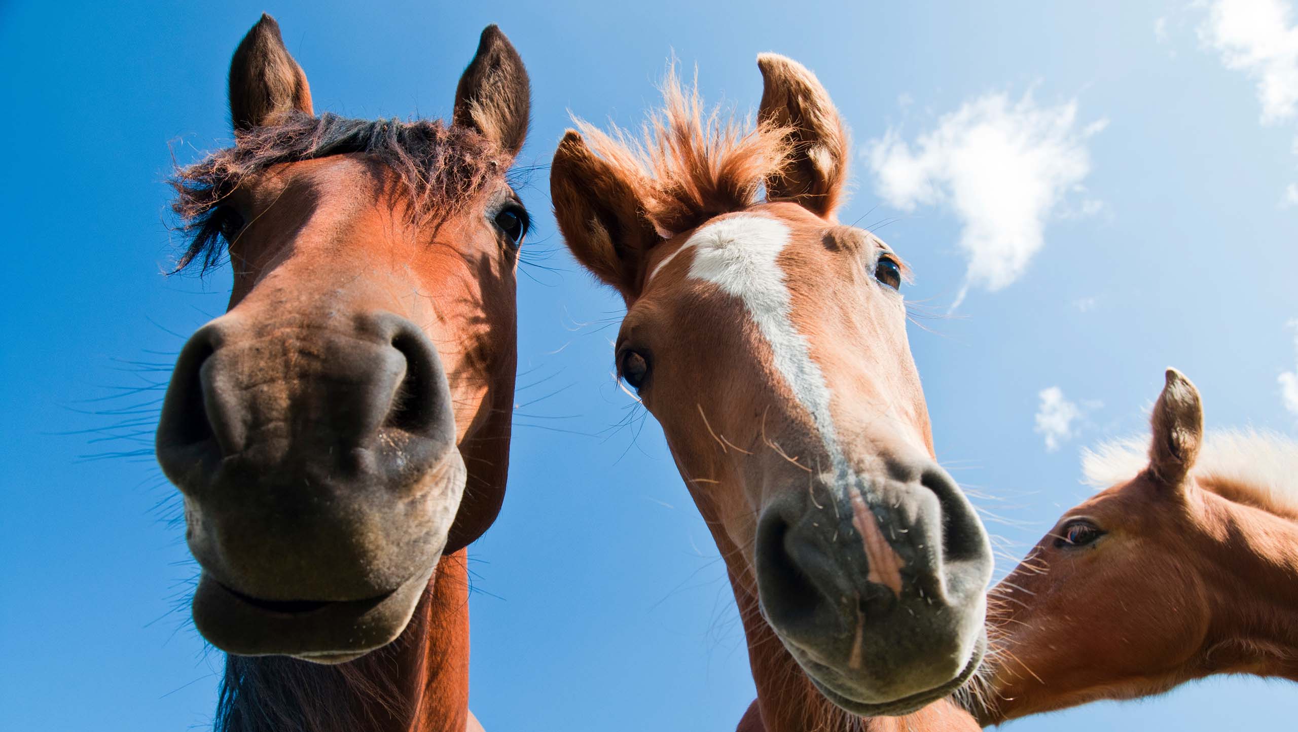The heads of two horses looking down so that their noses are pointing directly at the viewer.