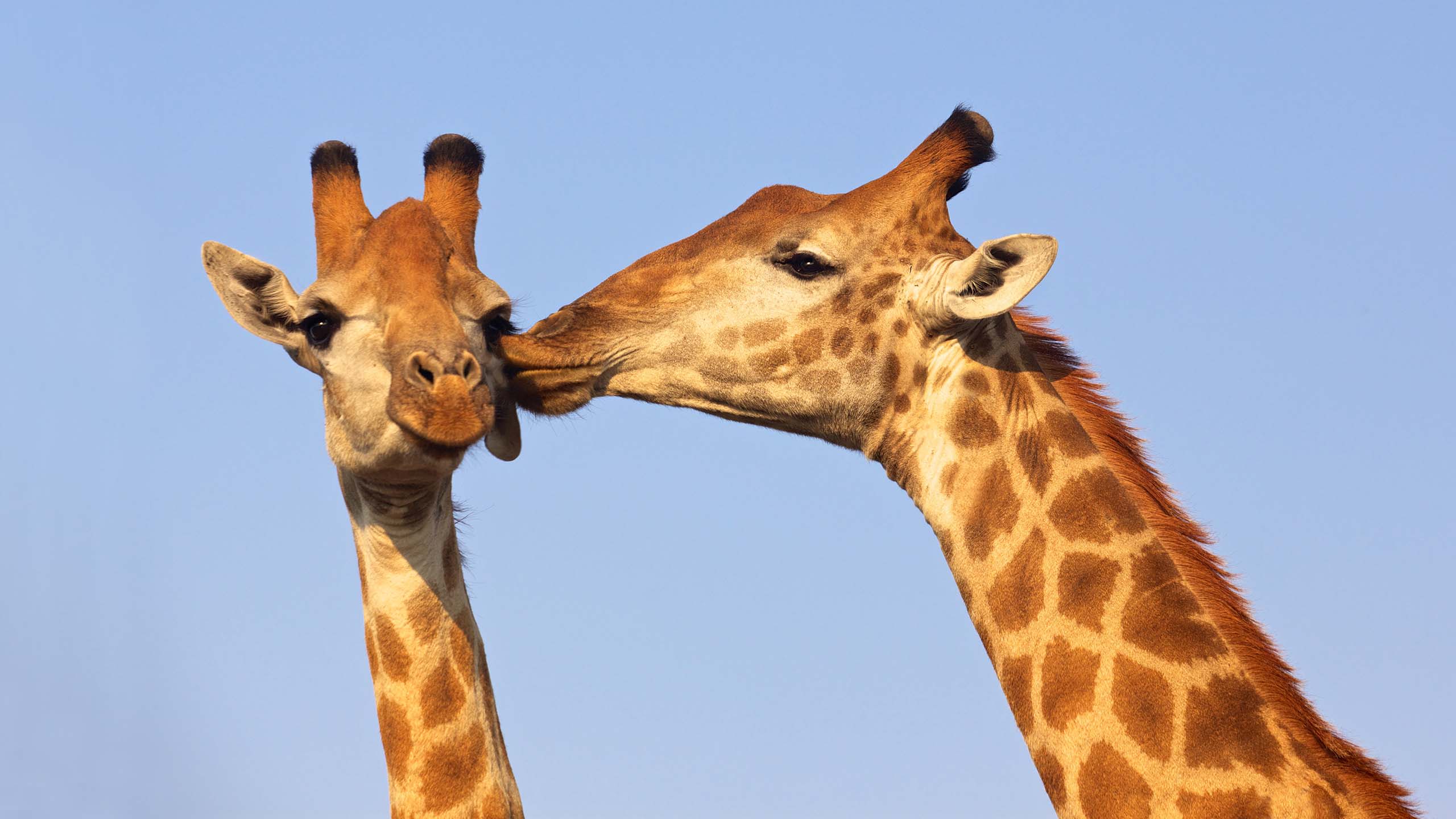 The heads of two giraffes. One is locking the other's cheek.