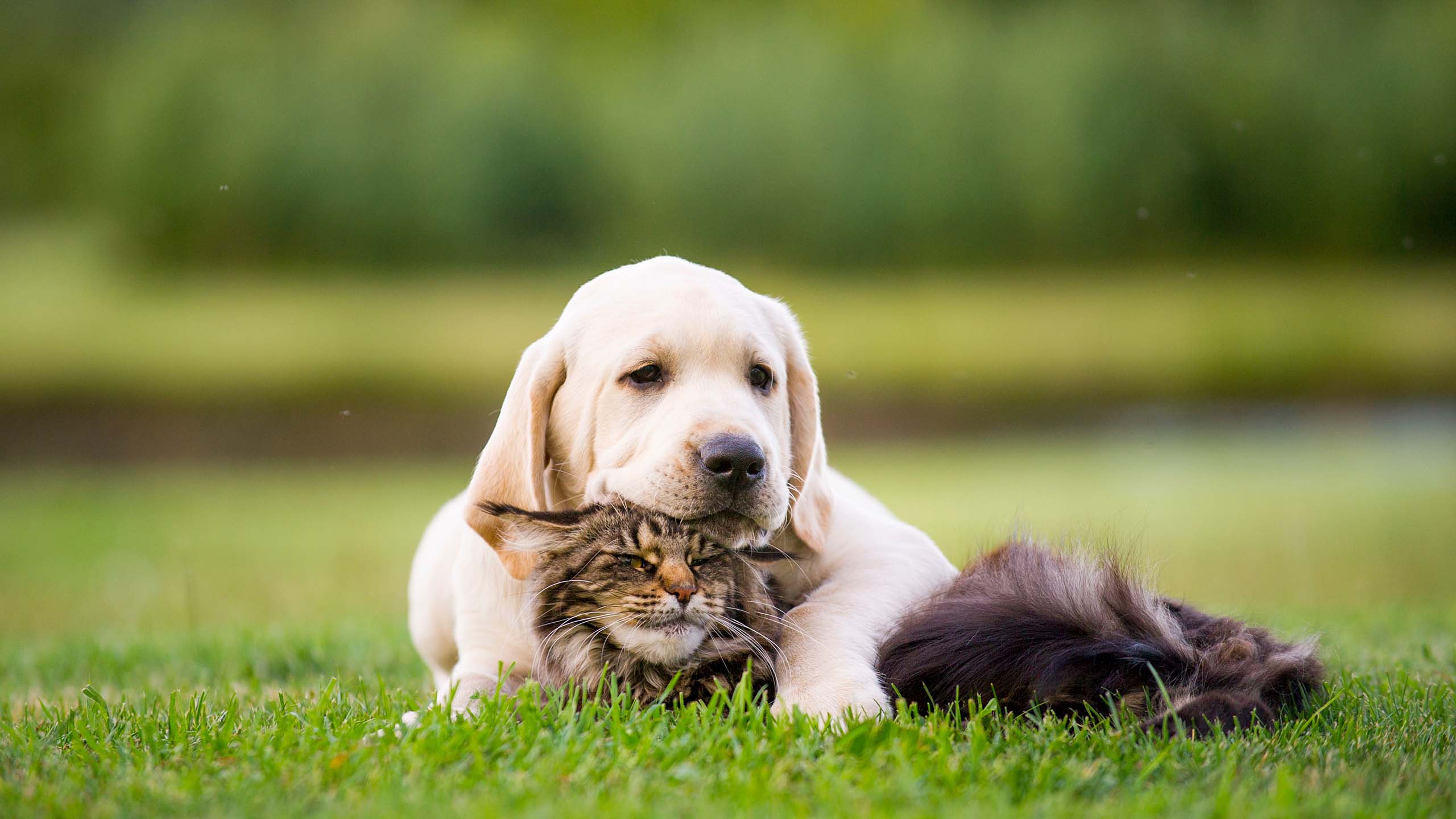 A yellow labrador puppy with its front leg resting on the shoulder of a cat, which is laying in front of the labrador.