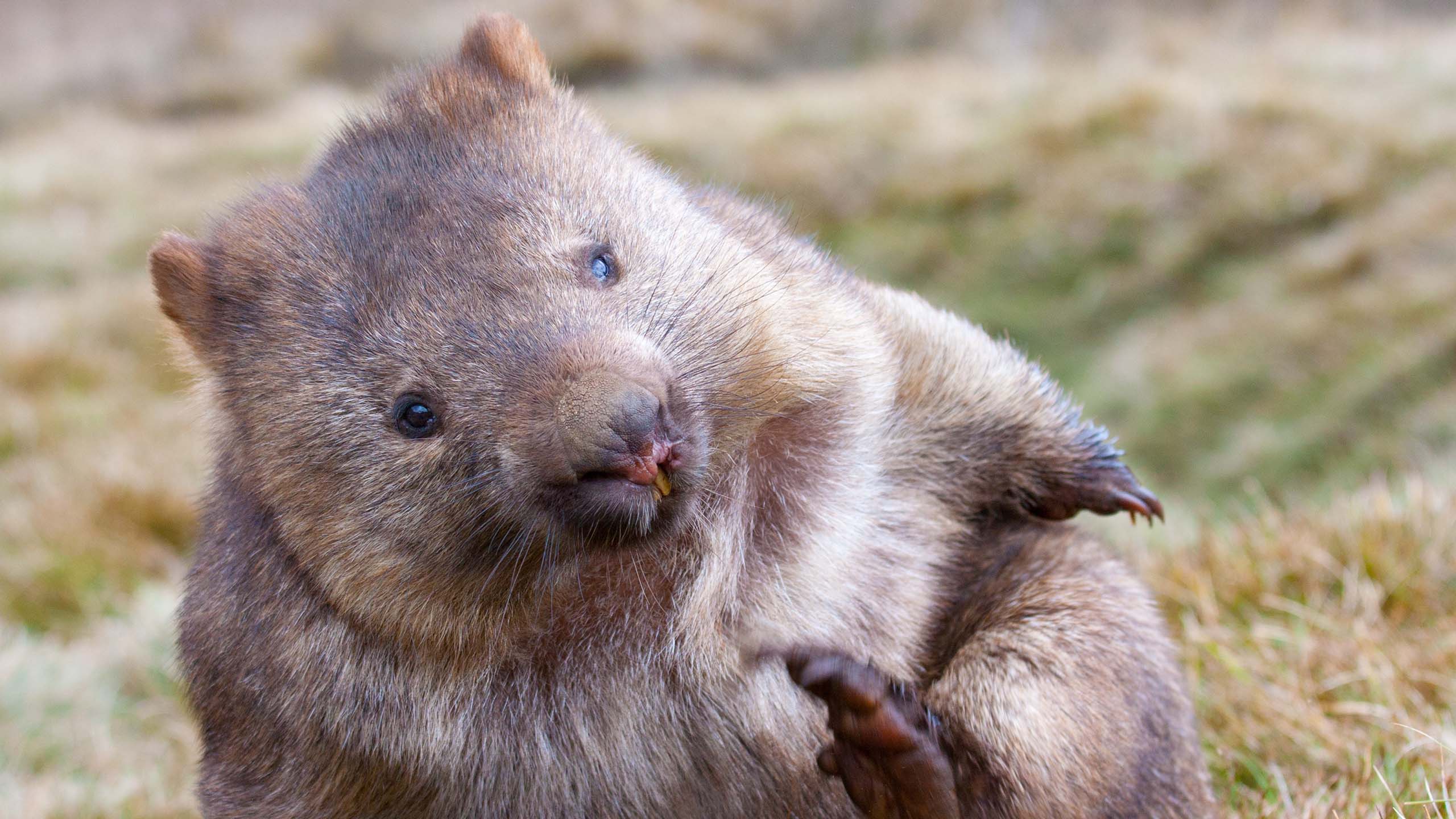 A young wombat sitting down on a small grassy mound