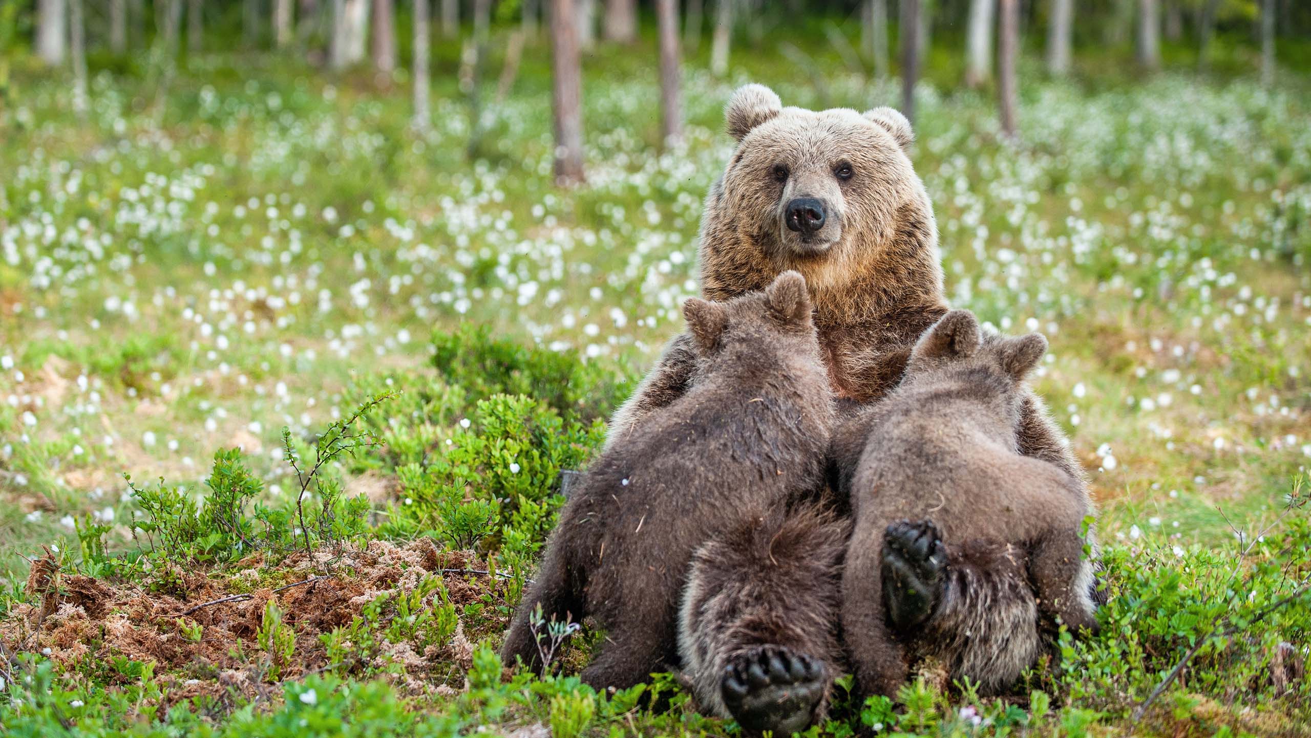 An adult grizzly bear sitting on grass. Two grizzly bear cubs are climbing the adult.