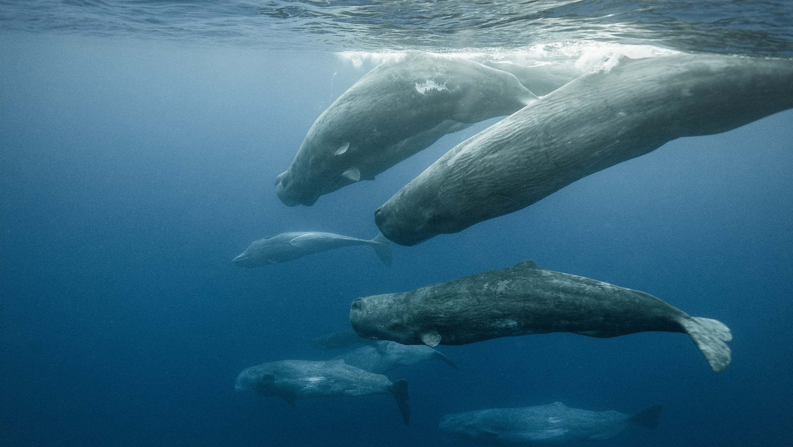 A pod of adult and baby sperm whales swimming near the surface of the ocean.