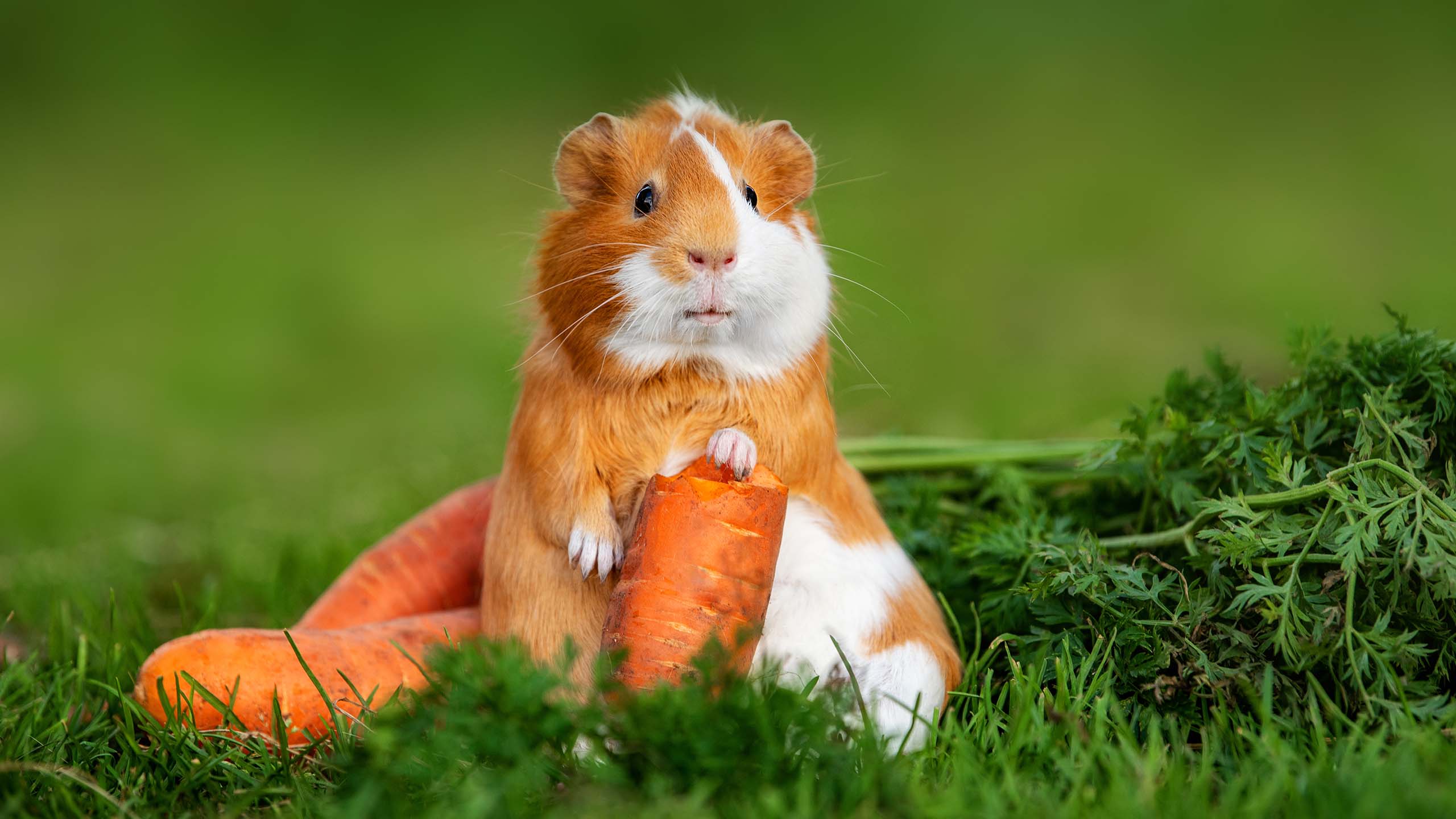 A ginger and white guinea pig standing on its hind legs holding a carrot upright with one of its front legs. Whole carrots, including their green tops, are lying on the grass behind the guinea pig.
