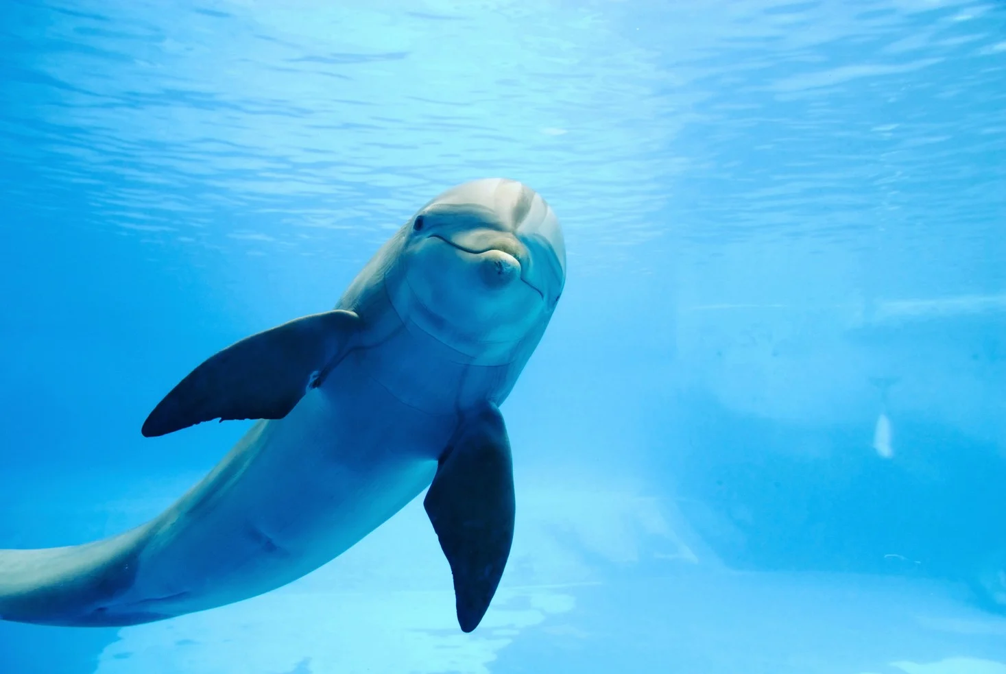 A dolphin underwater looking at the viewer