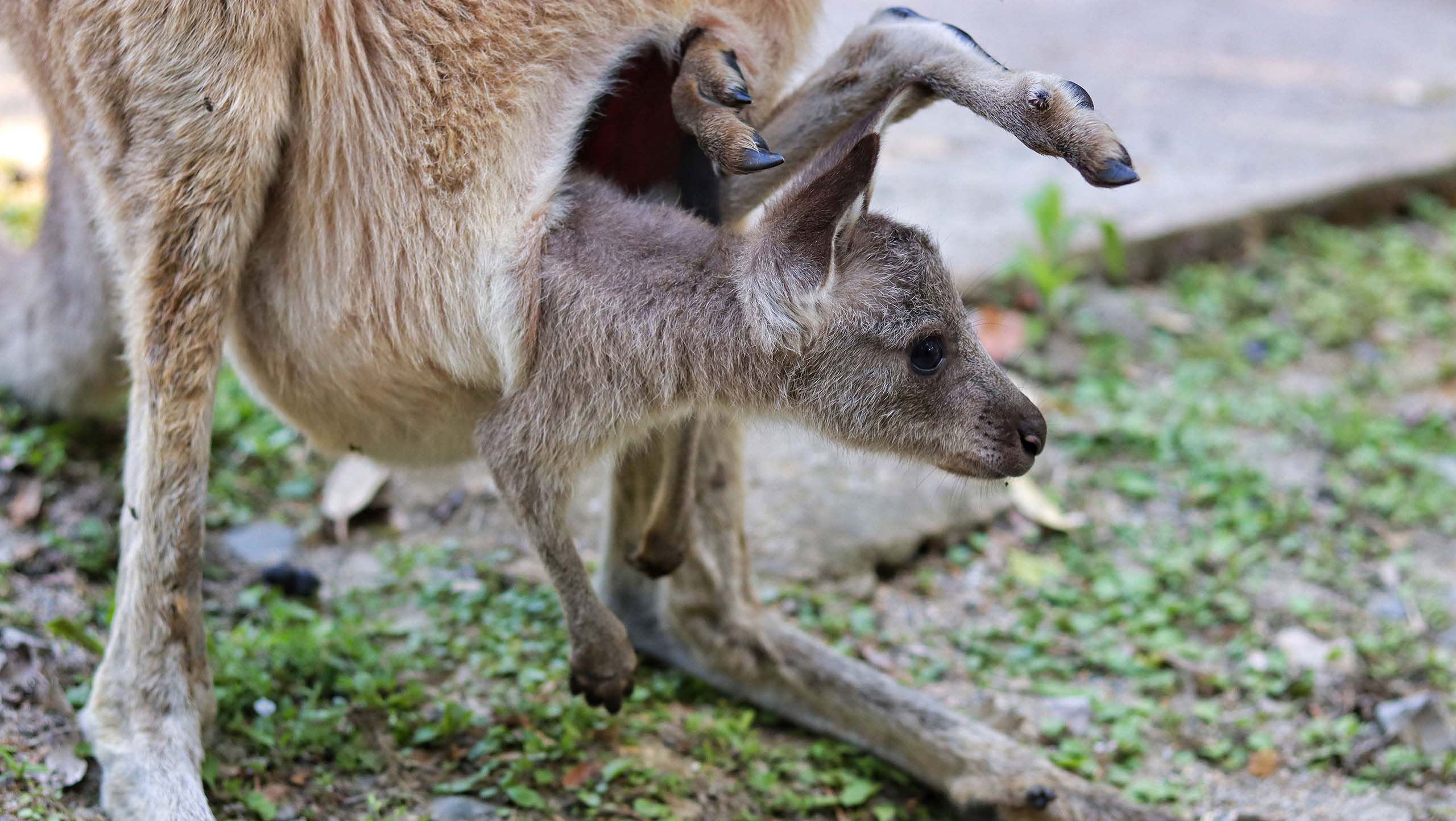 A kangaroo joey hanging out of its mother's pouch.