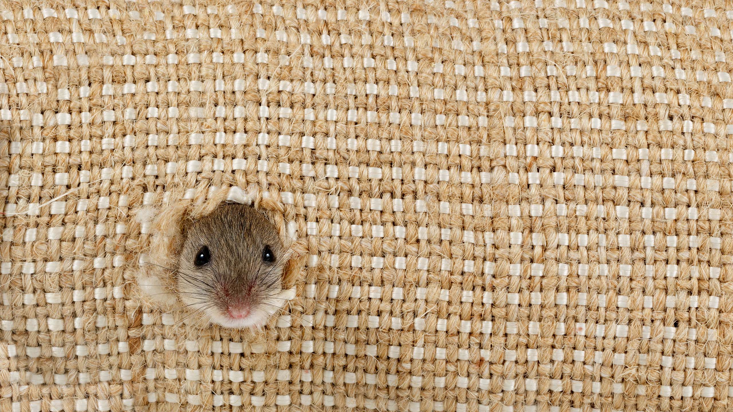 A mouse sticking its head out of a hole in a woven straw mat