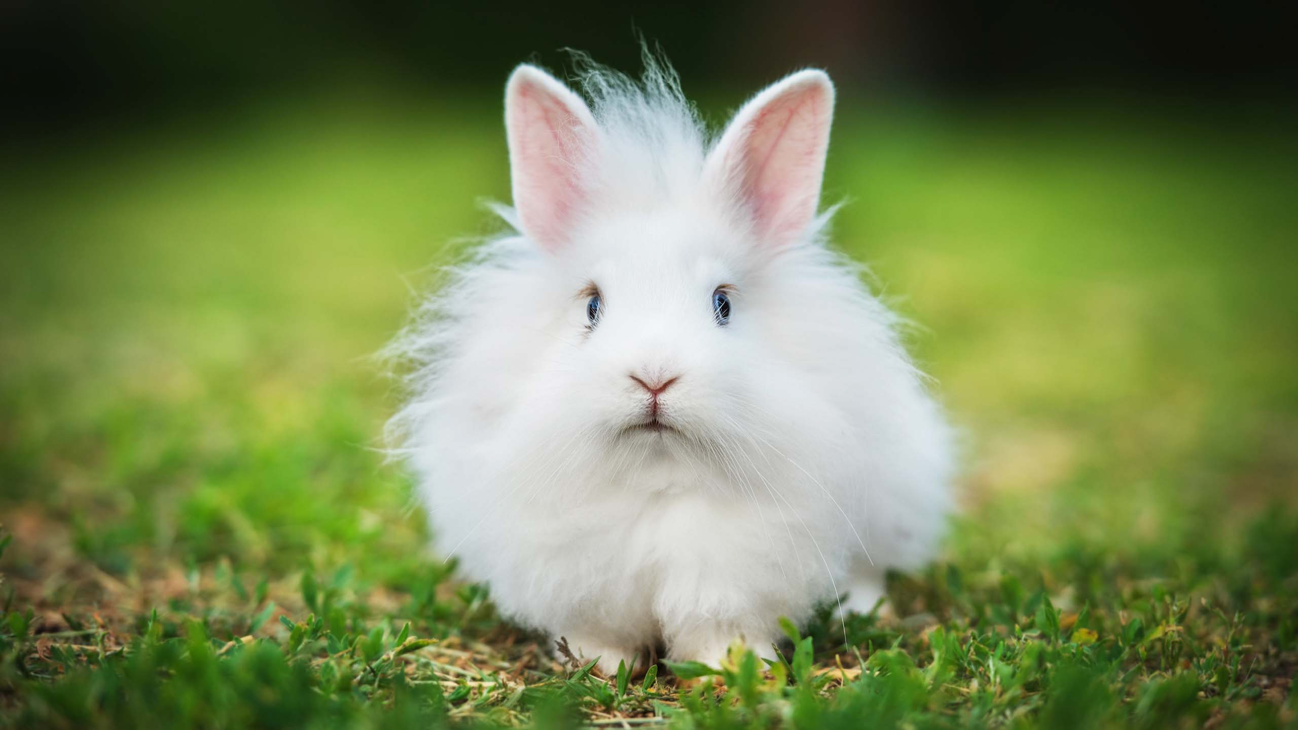 A baby white rabbit with blue eyes and fuzzy, fluffy fur