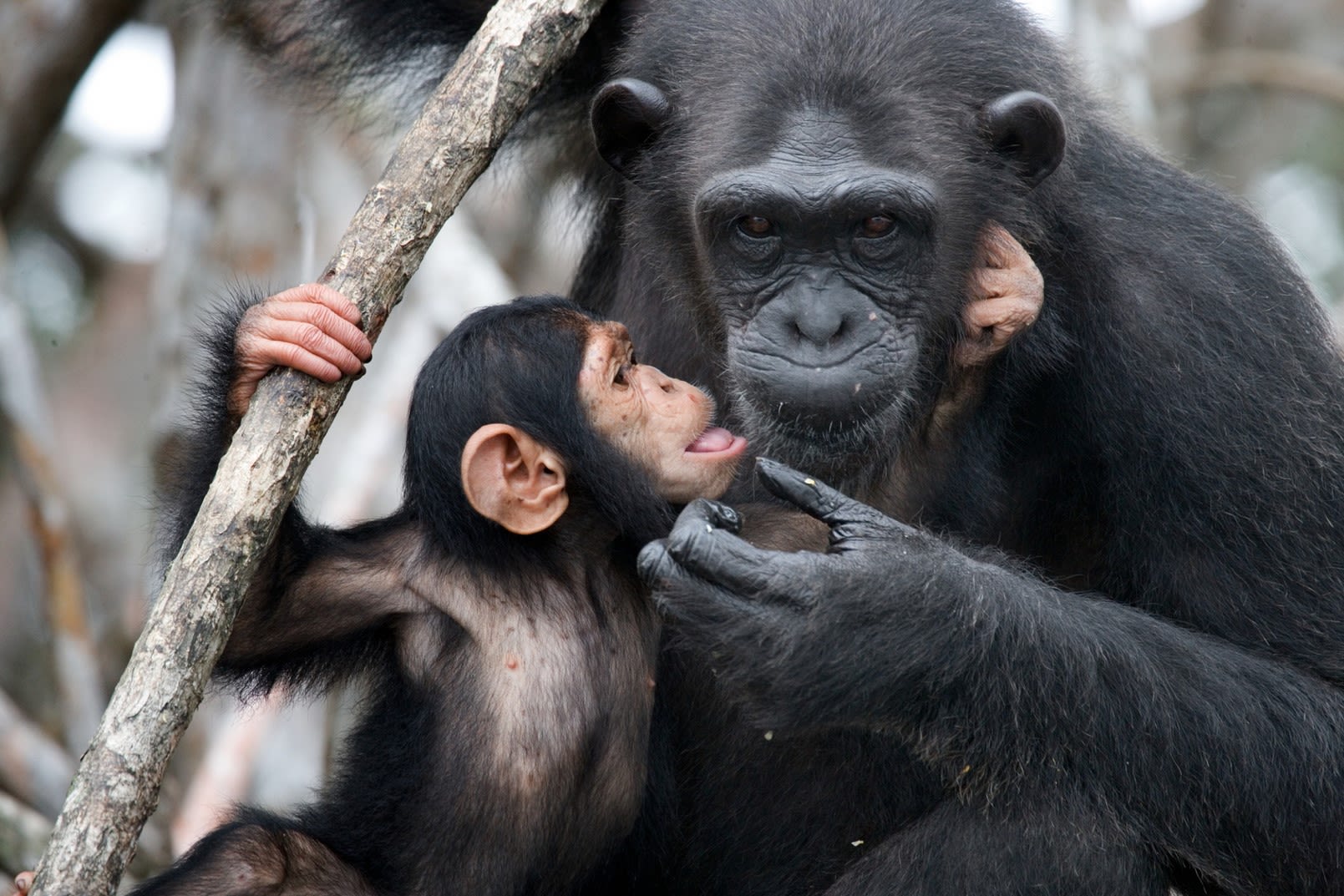 A mother and baby chimpanzee in a tree. The mother is scratching the chin of the baby, who has its hands on a tree branch and the mother's face.