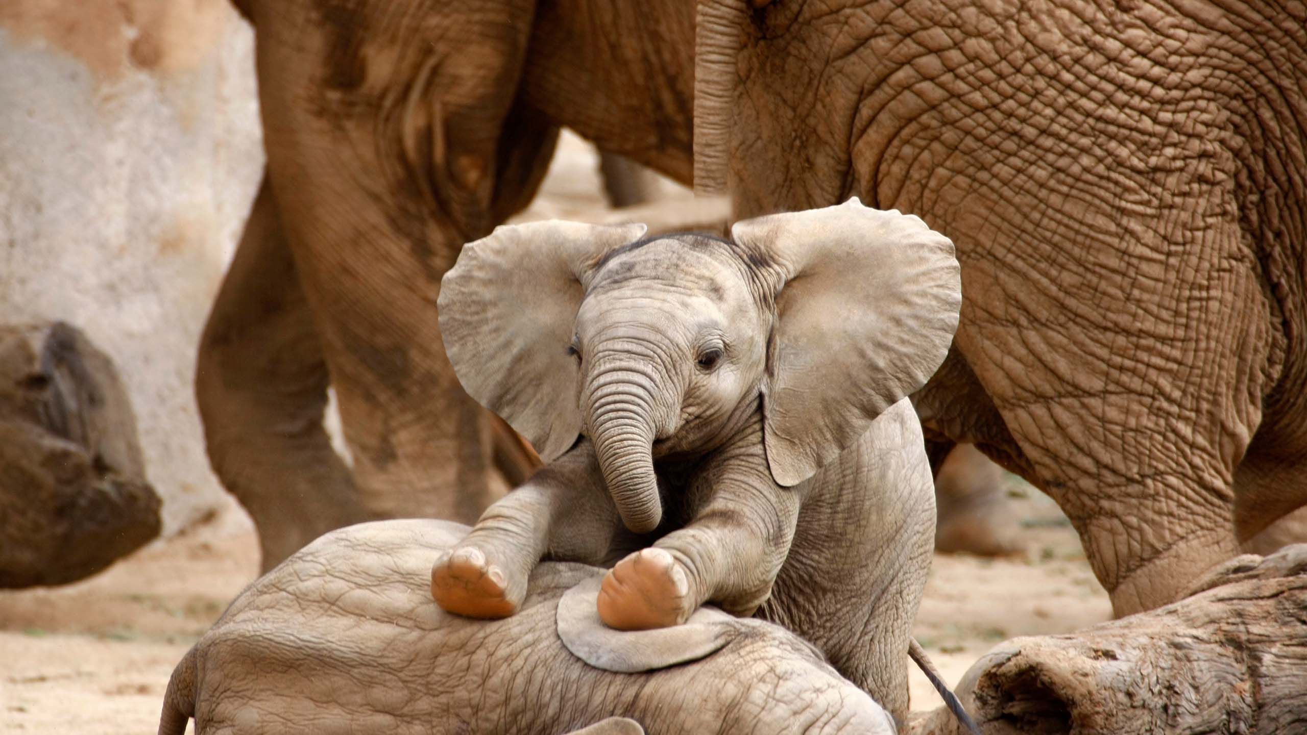 A baby elephant with its front legs resting on another baby elephant that is lying down. The legs of older elephants are visible behind it.