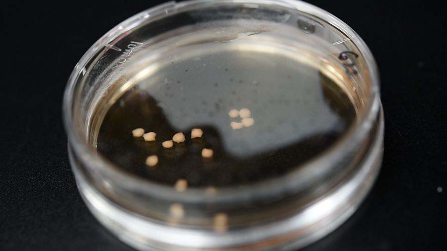 Organoids in a Petri dish