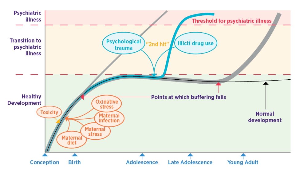 An infographic showing the the ‘two-hit’ model, in which later stressors trigger a transition to psychiatric illness that had otherwise initially been successfully avoided by the developing brain’s buffering capacity.