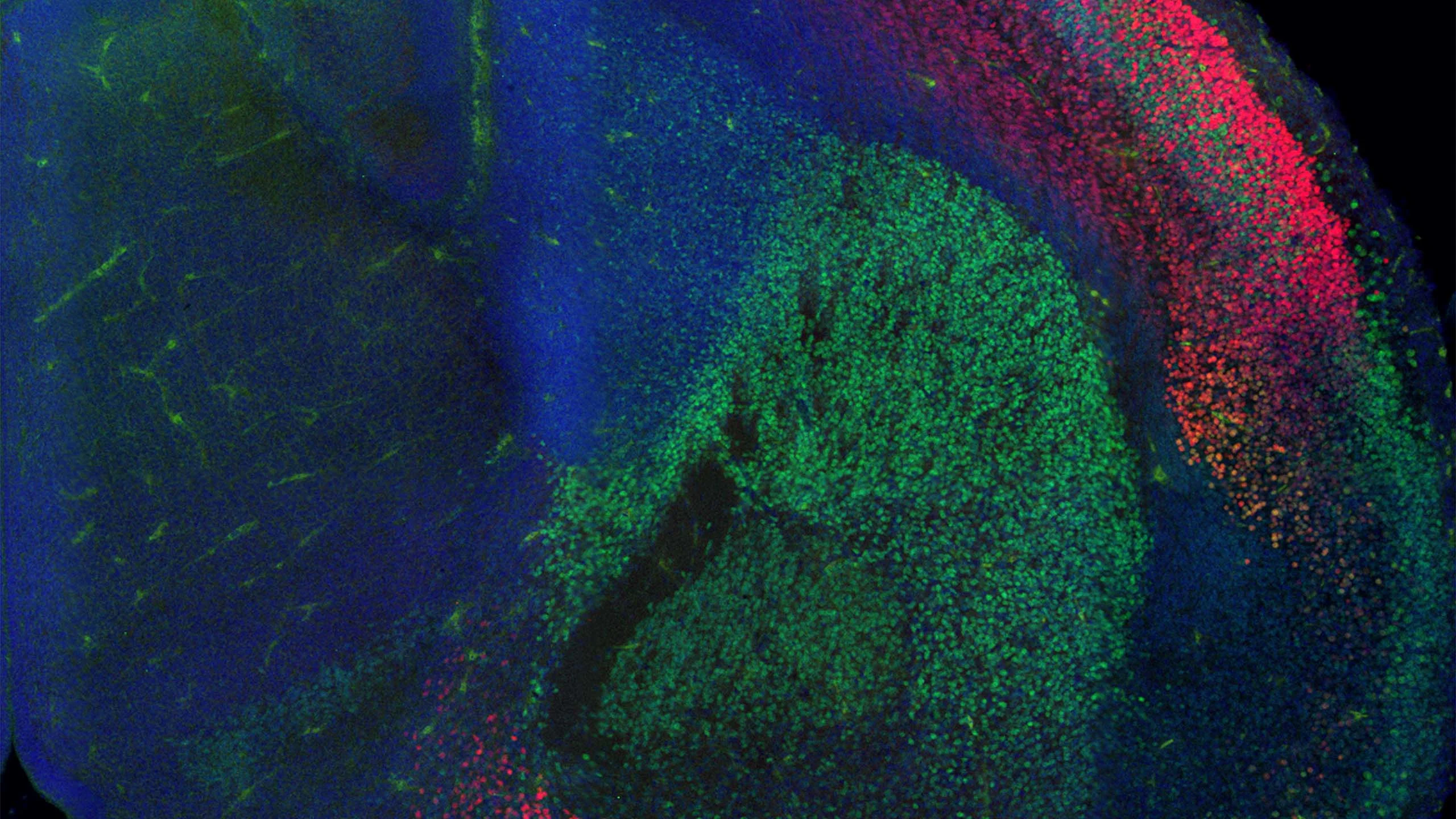 A photograph taken by a microscope showing specialised neural stem cells (shown in blue) and two different types of neurons (show in red and green) in the developing brain.