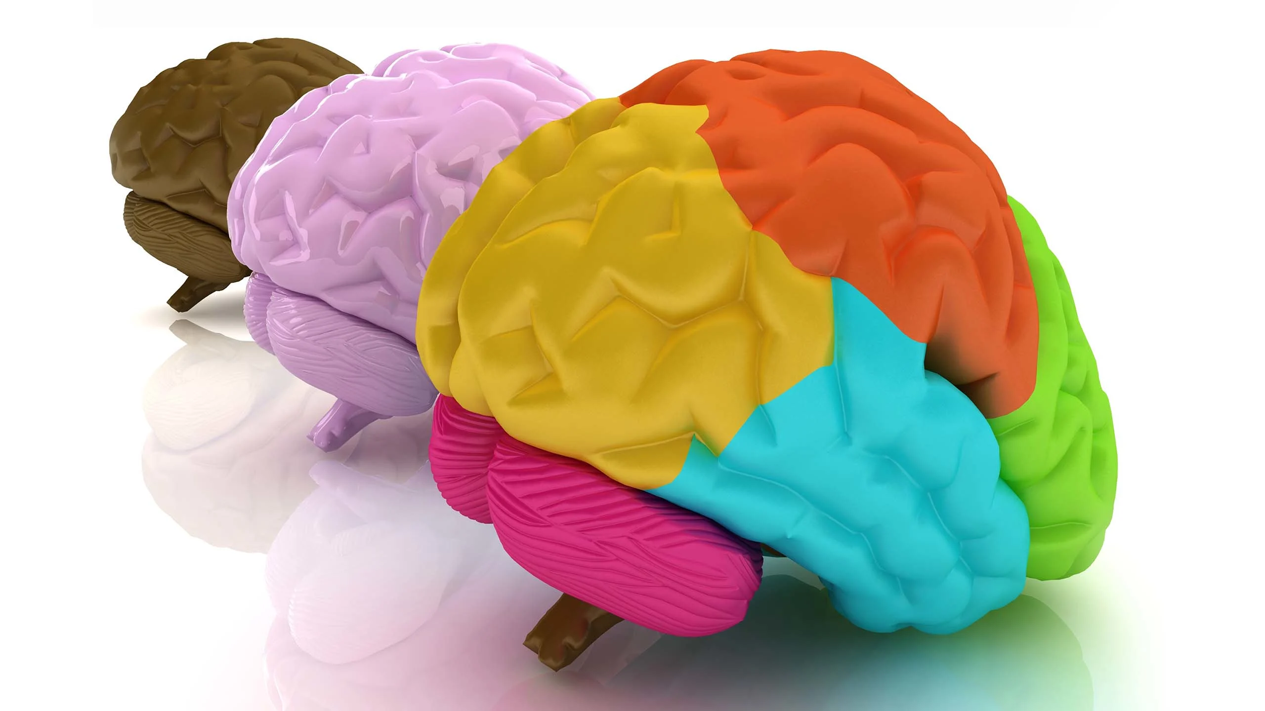 Three brains that have been digitally reconstructed in 3D using different colours to highlight different parts of the brain