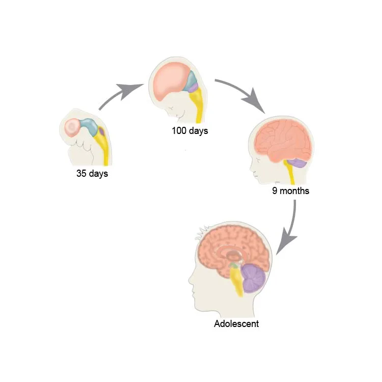 Teenage brain development