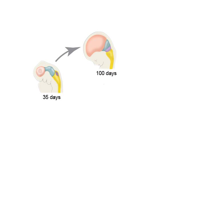 Illustration of a baby's brain at 100 days of development in the womb.