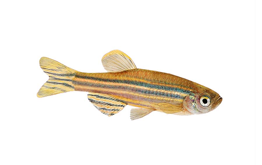 A zebrafish, which is a small, long golden-coloured fish with horizontal blue stripes down its body, tail and fin