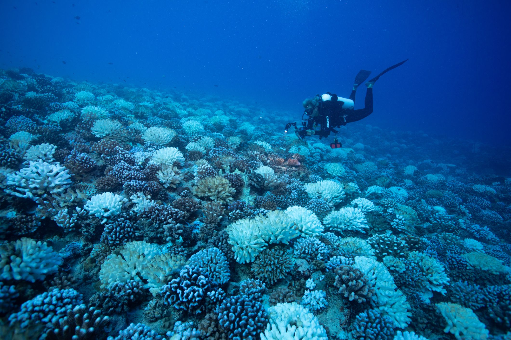 Huahine, French Polynesia, May 2019 - Bleached coral in French Polynesia during a mass bleaching event in 2019, thought to have been caused by heat stress due to warmer water temperatures as a result of global climate change.
