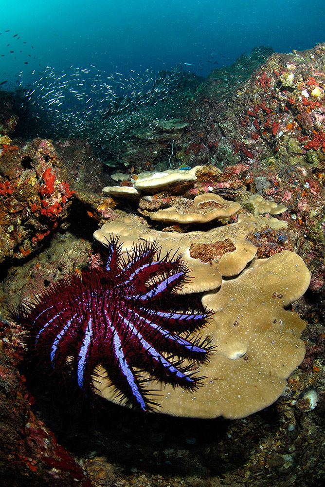Crown of thorns starfish on coral