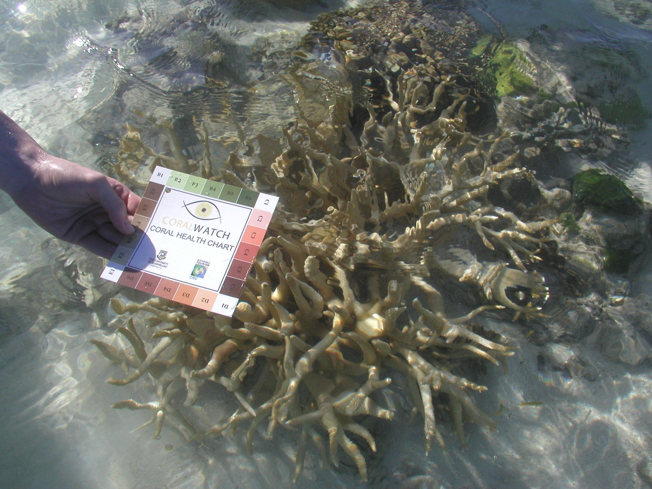 CoralWatch coral health chart being used to assess coral health