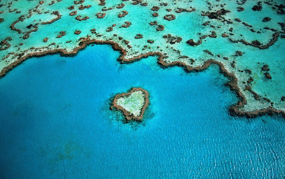 Coral on the Great Barrier Reef